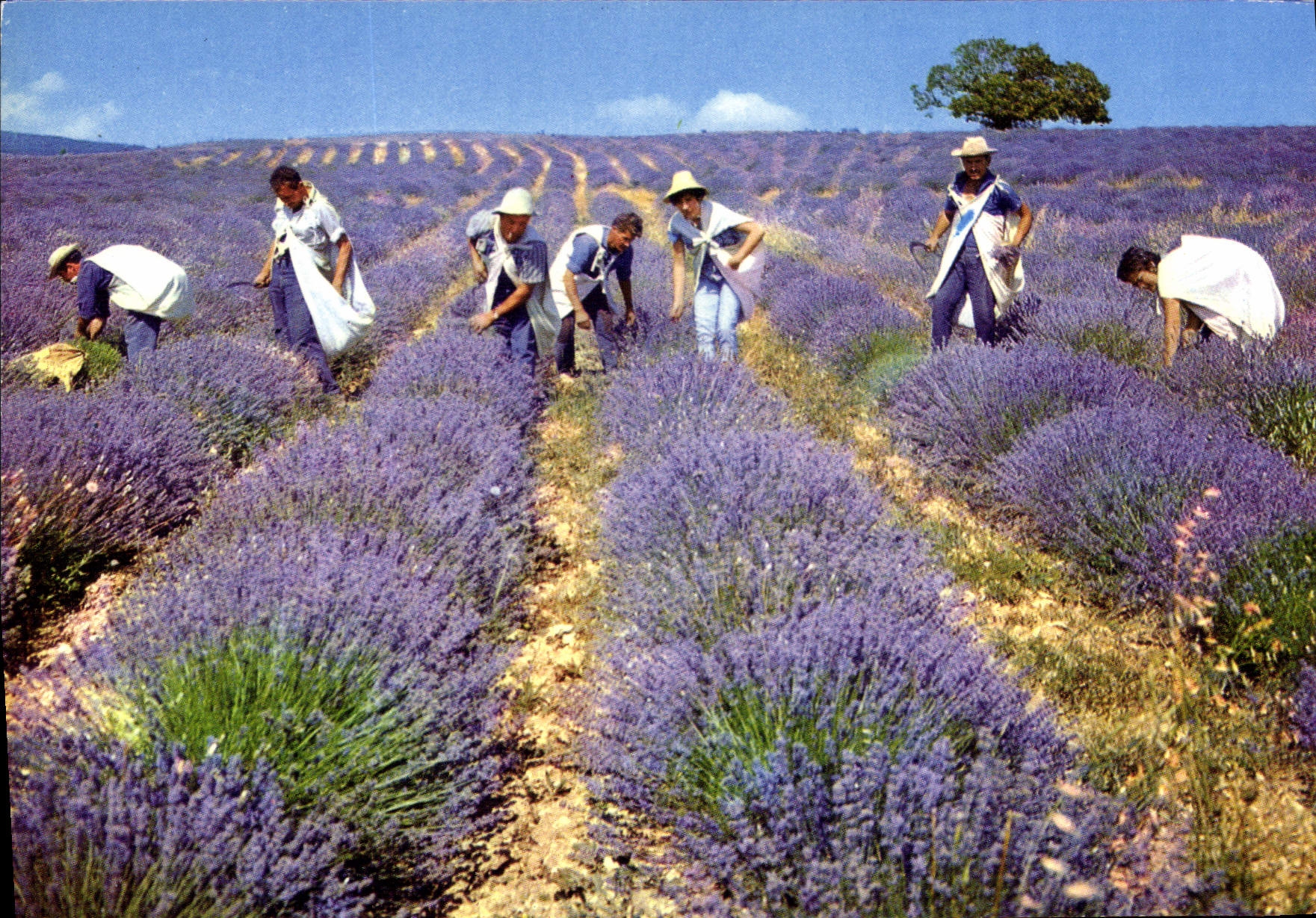 CPSM la cueillette de la lavande