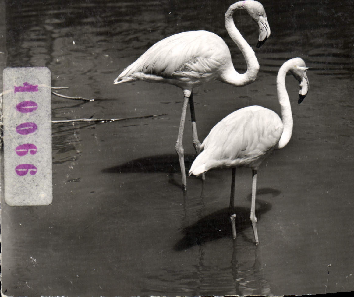 CPM Camargue Flamants Roses