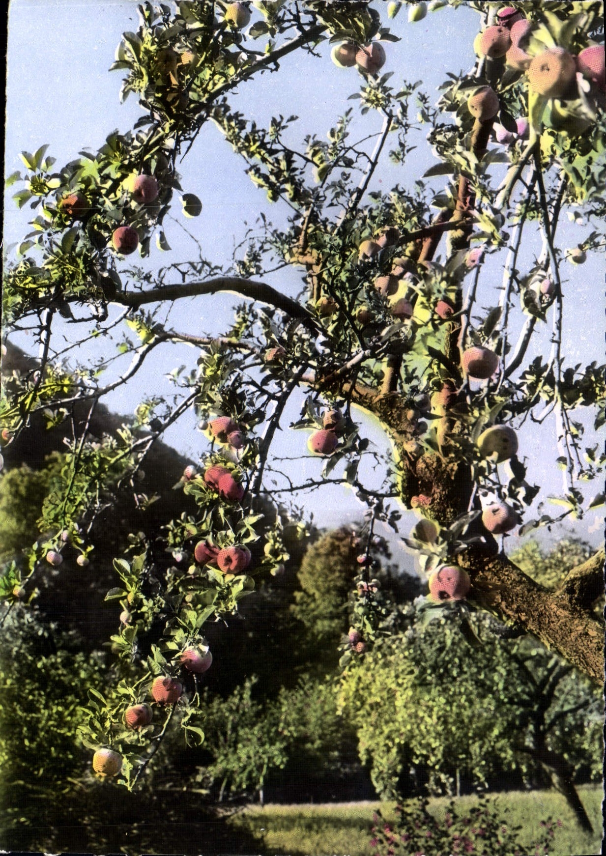 CPM Promenade A L'Automne Dans Le Roussillon