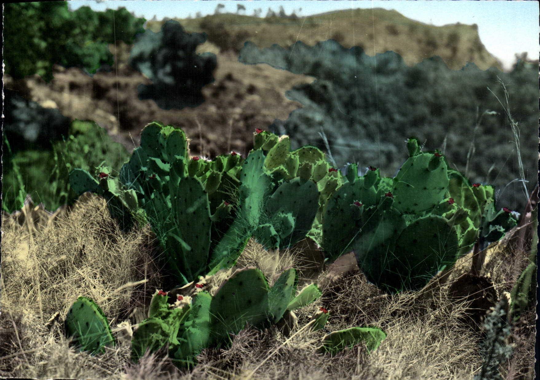 CPM Le Roussillon Plante Exotique