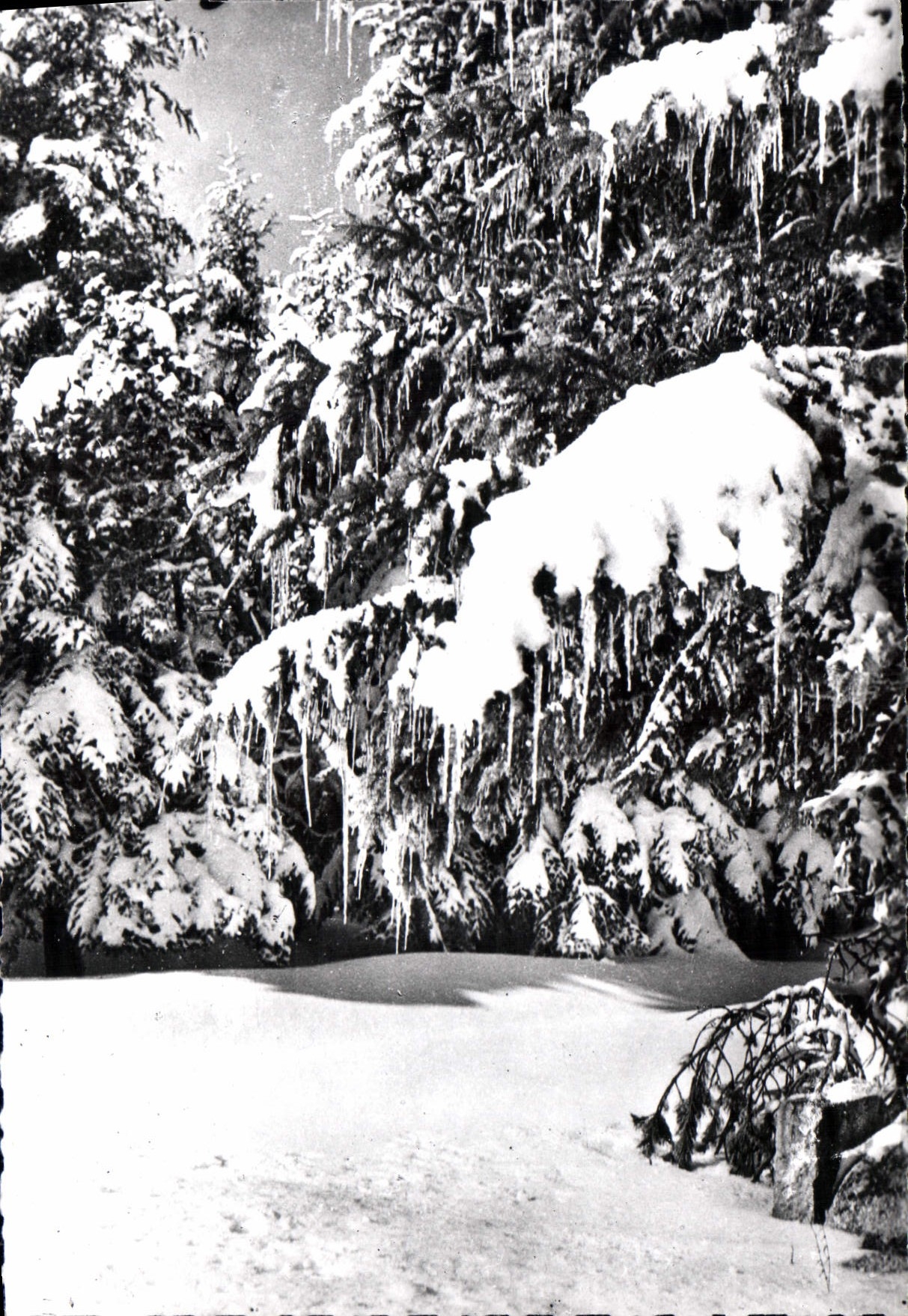 CPM Massif De L'Aigoual Les Cevennes Touristiques