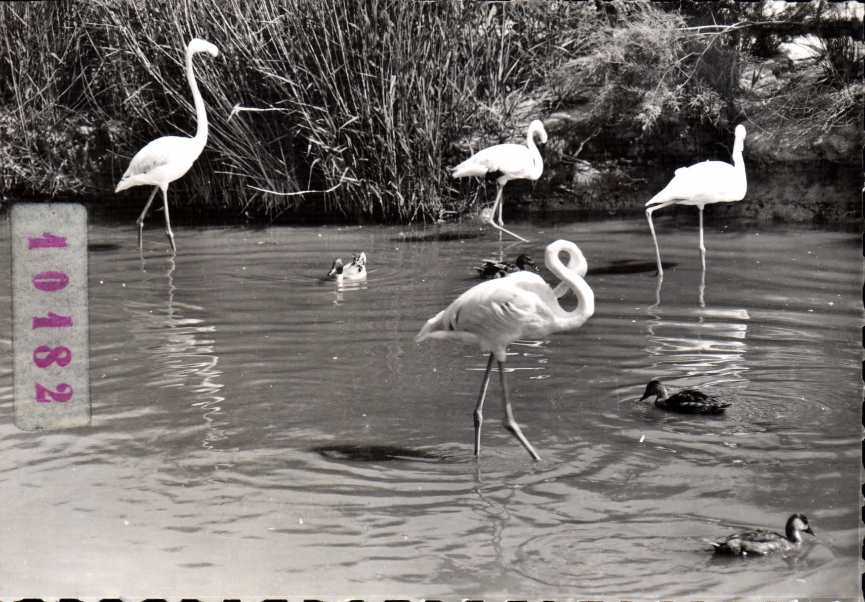 CPM Camargne Flamants Roses