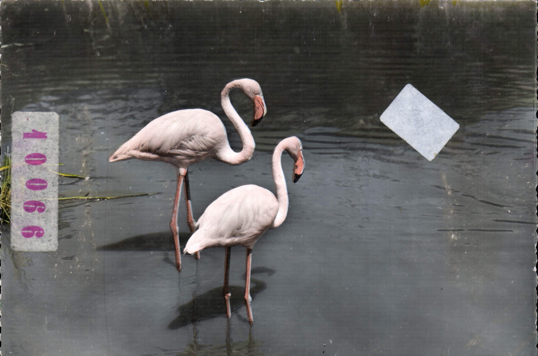 CPM En Camargue Flamants Roses