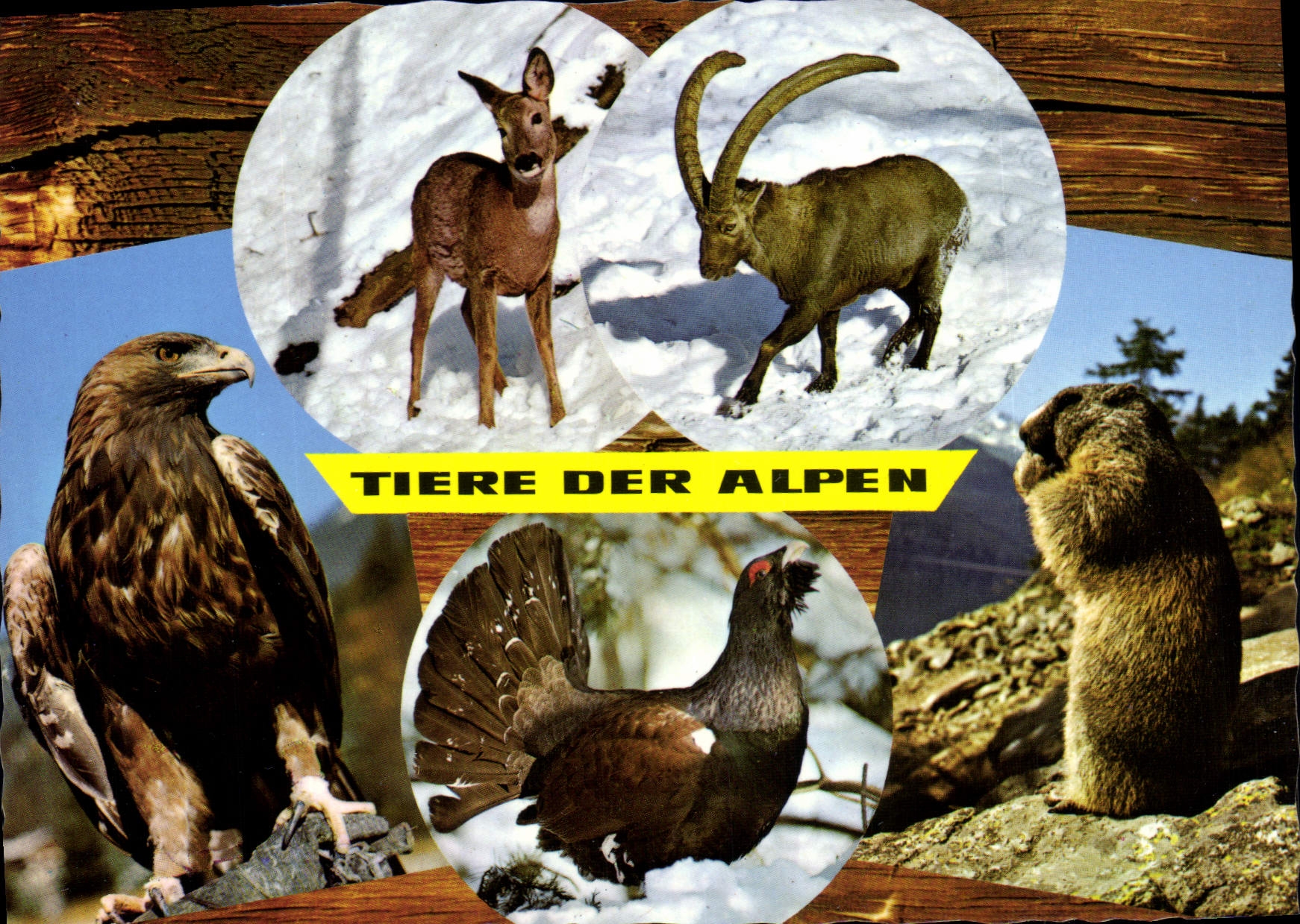 CPM Tiere Der Alpen Alpina Qualibat Verkault Sich Besserl