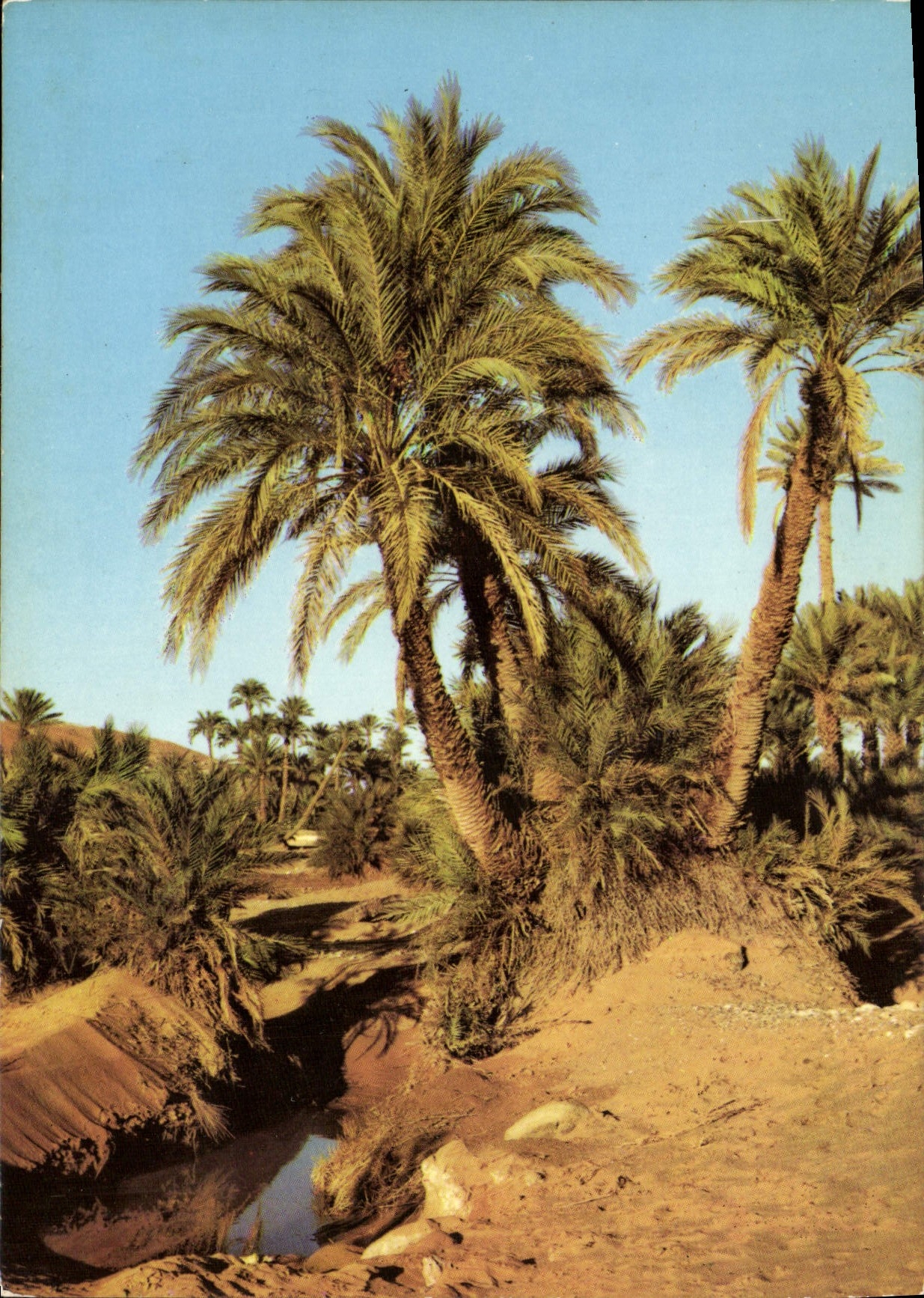 CPM Bechar L'Oasis