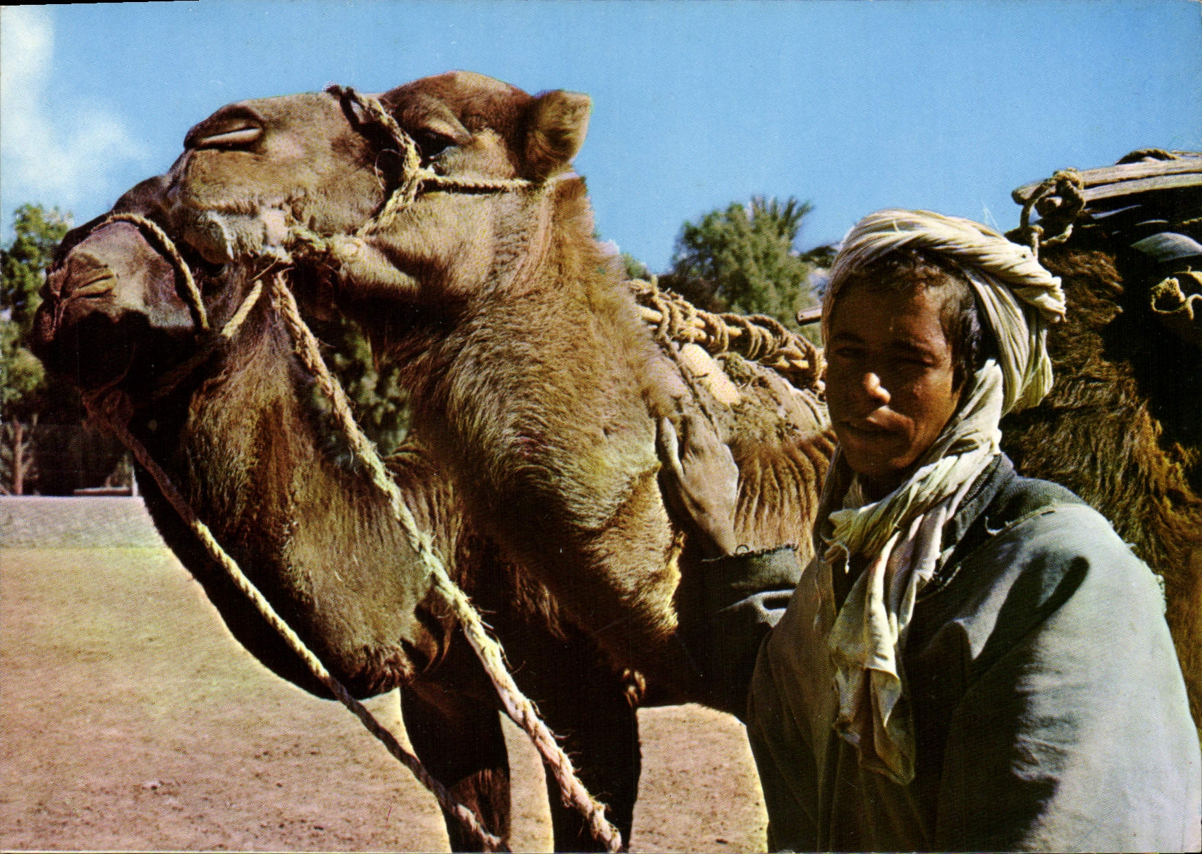 CPM Algerie Un Chamelier