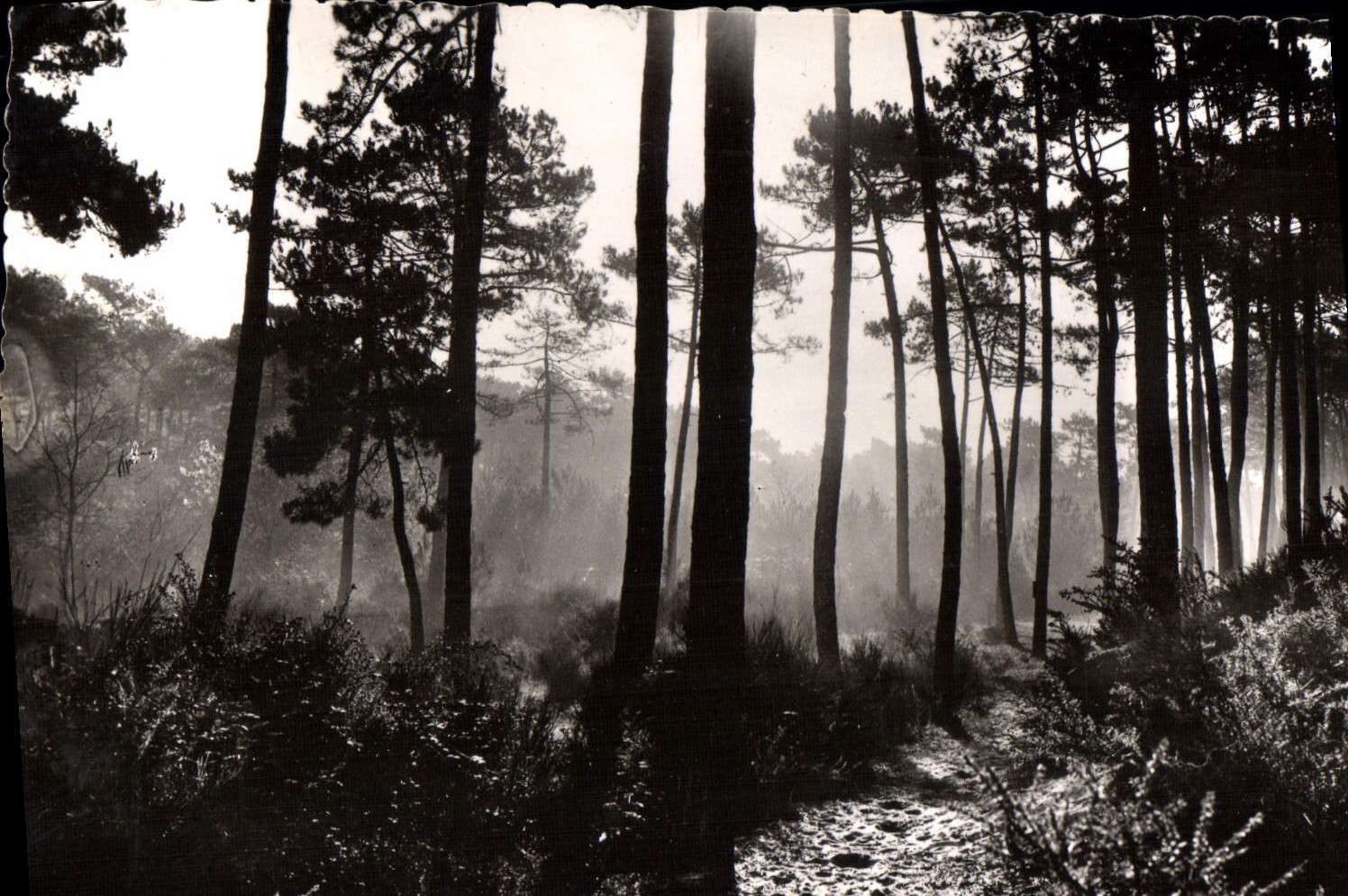 CPM Landes De Gascogne Brumes Matinales Dans Les Pins