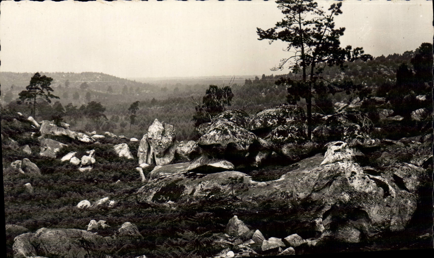 CPSM Fontainebleau La Foret Le Desert D'Apremont