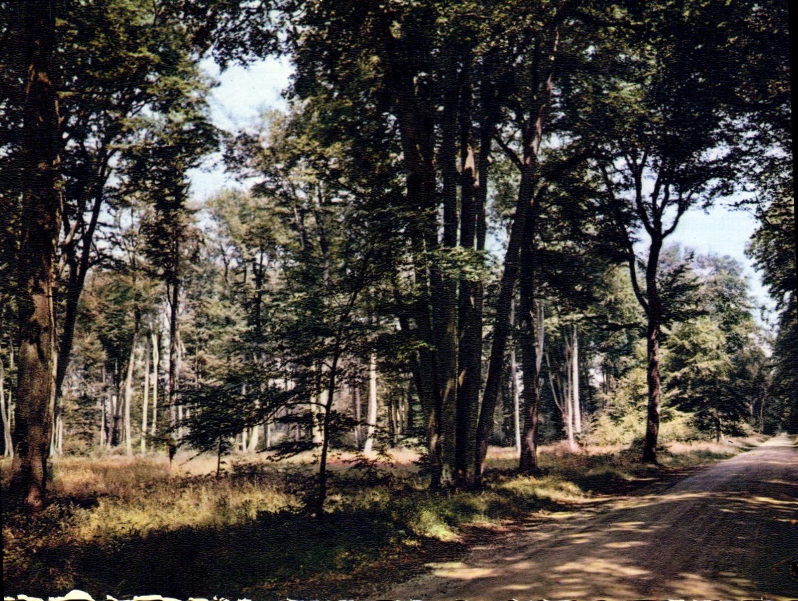 CPSM Fontainebleau Sur La Route Ronde