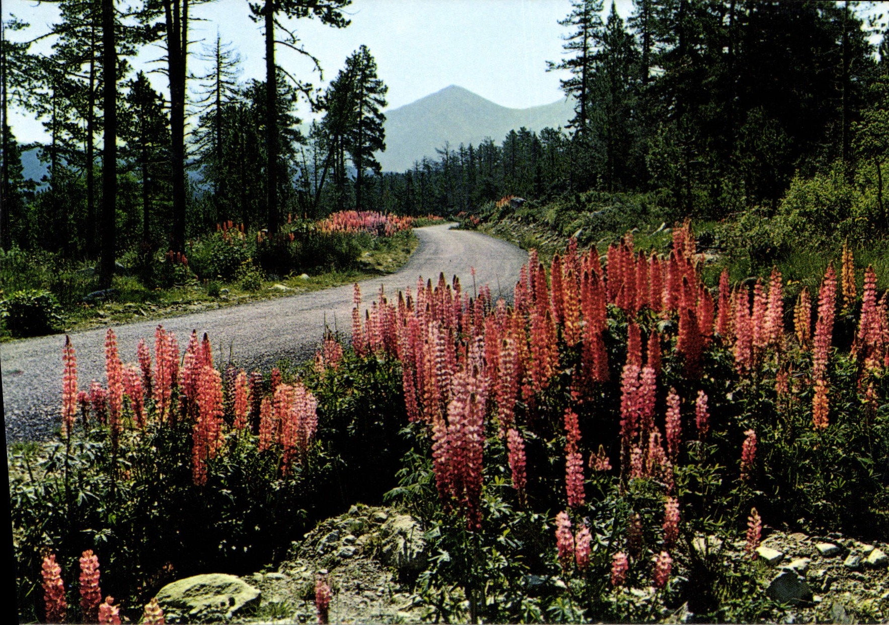 CPSM Lumiere Et Couleurs De La Montgane FONT ROMEU