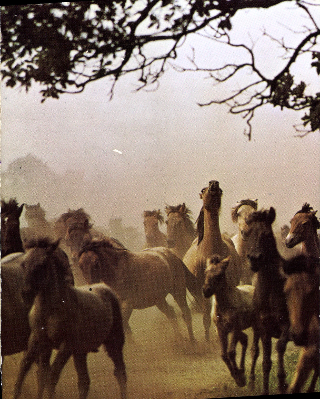 CPSM Dalmener Wildpferde Chevaux Sauvages De Duimen Dulmenter Wild Horses
