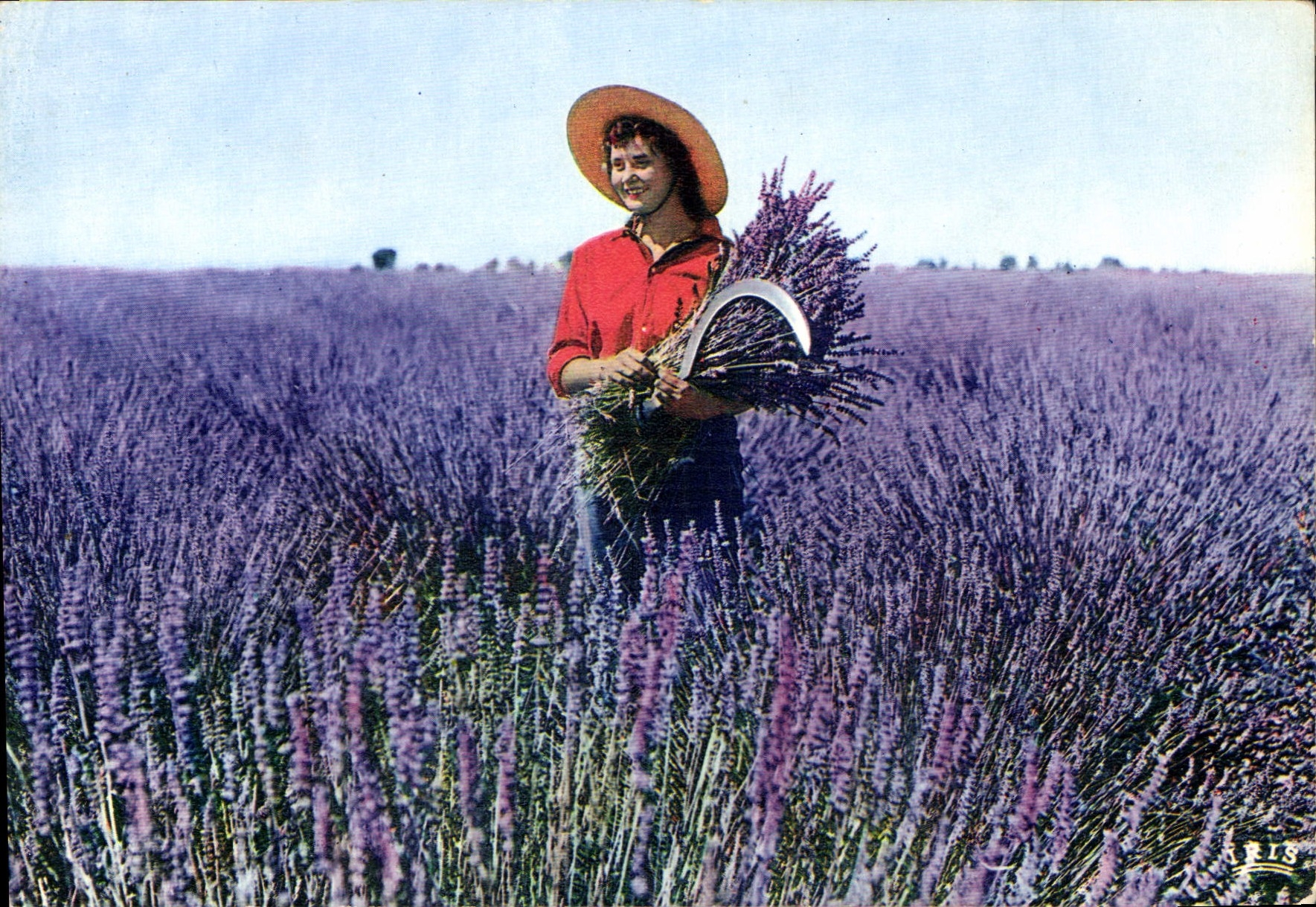 CPSM Champ De Lavande Lavender Field