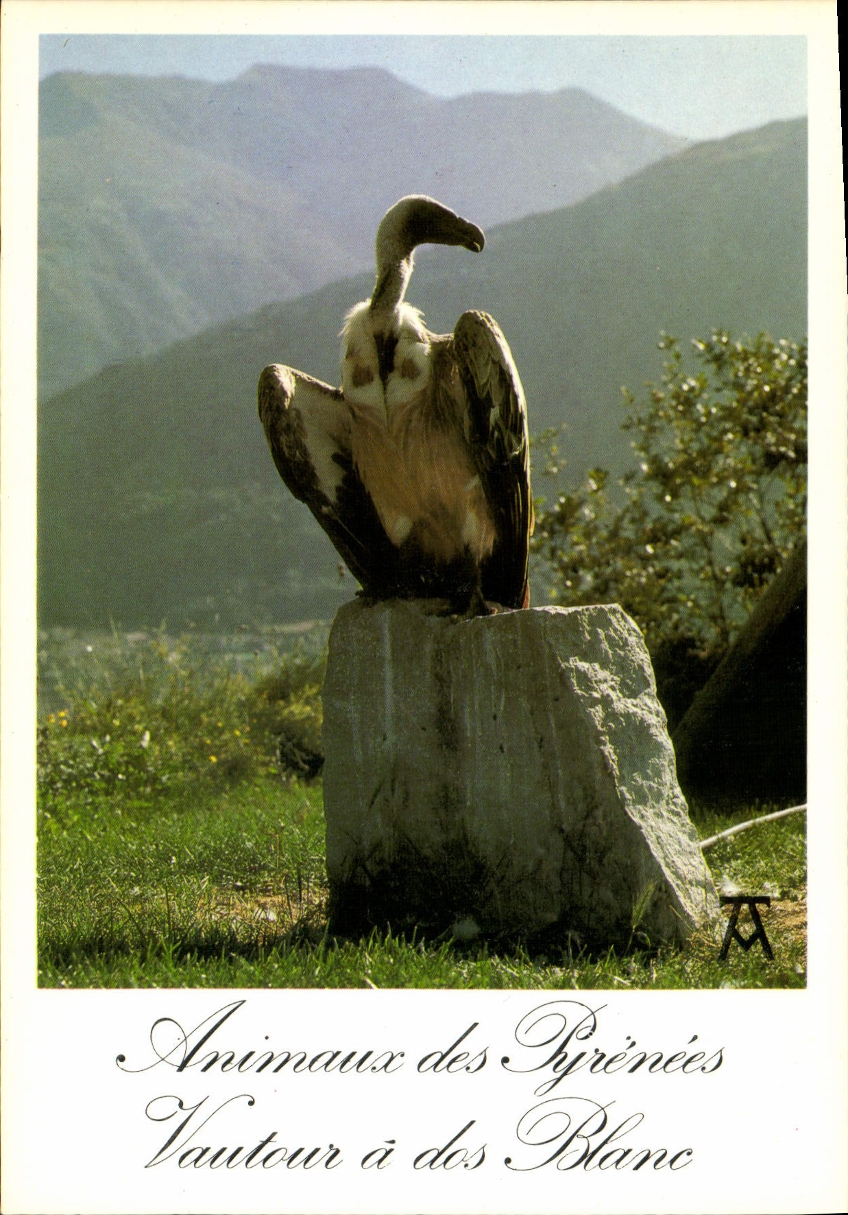 CPSM Animaux Des Pyrenees Vautour A Dos Blanc