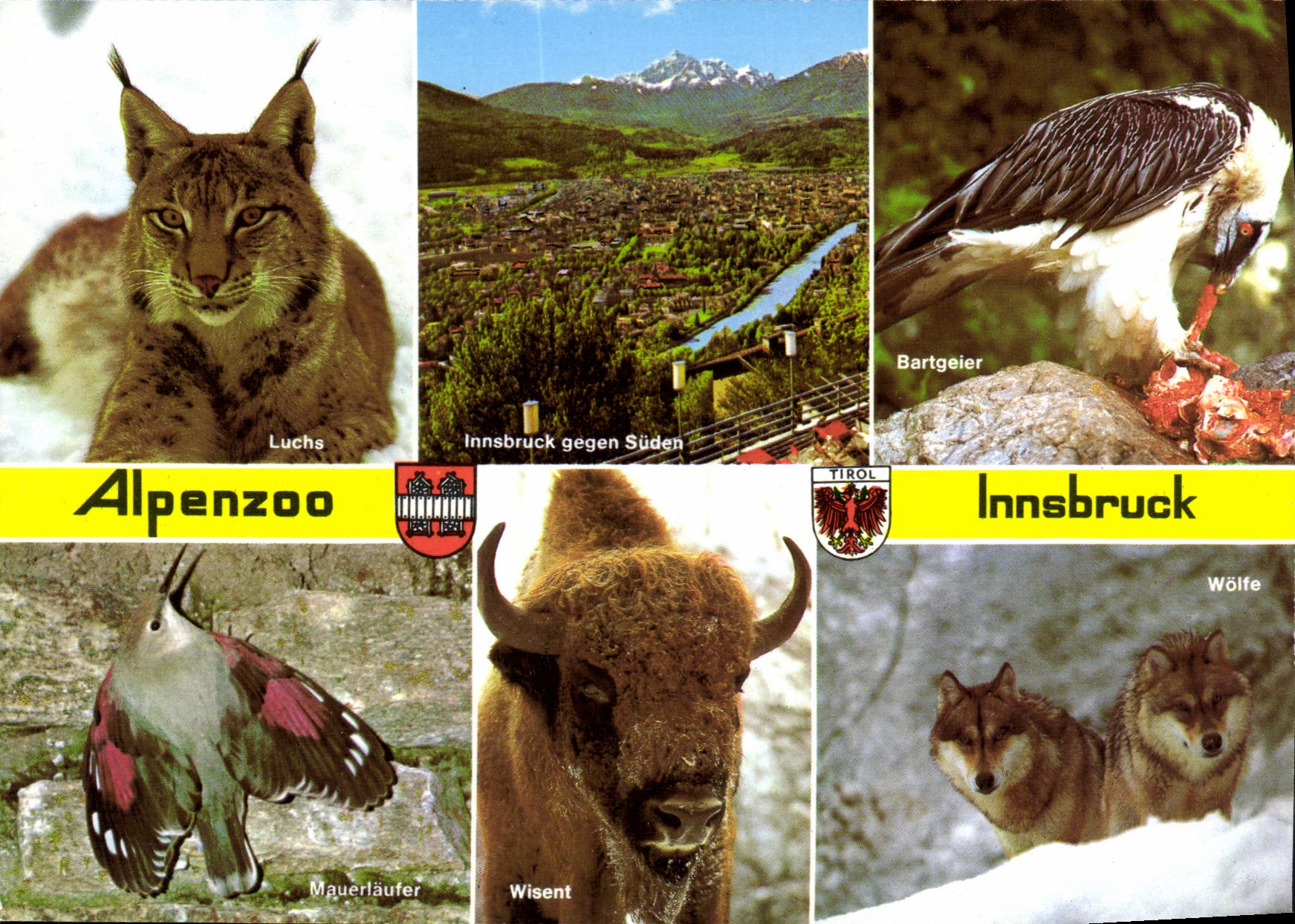 CPSM Alpenzoo Innsbruck Tirol Austrila