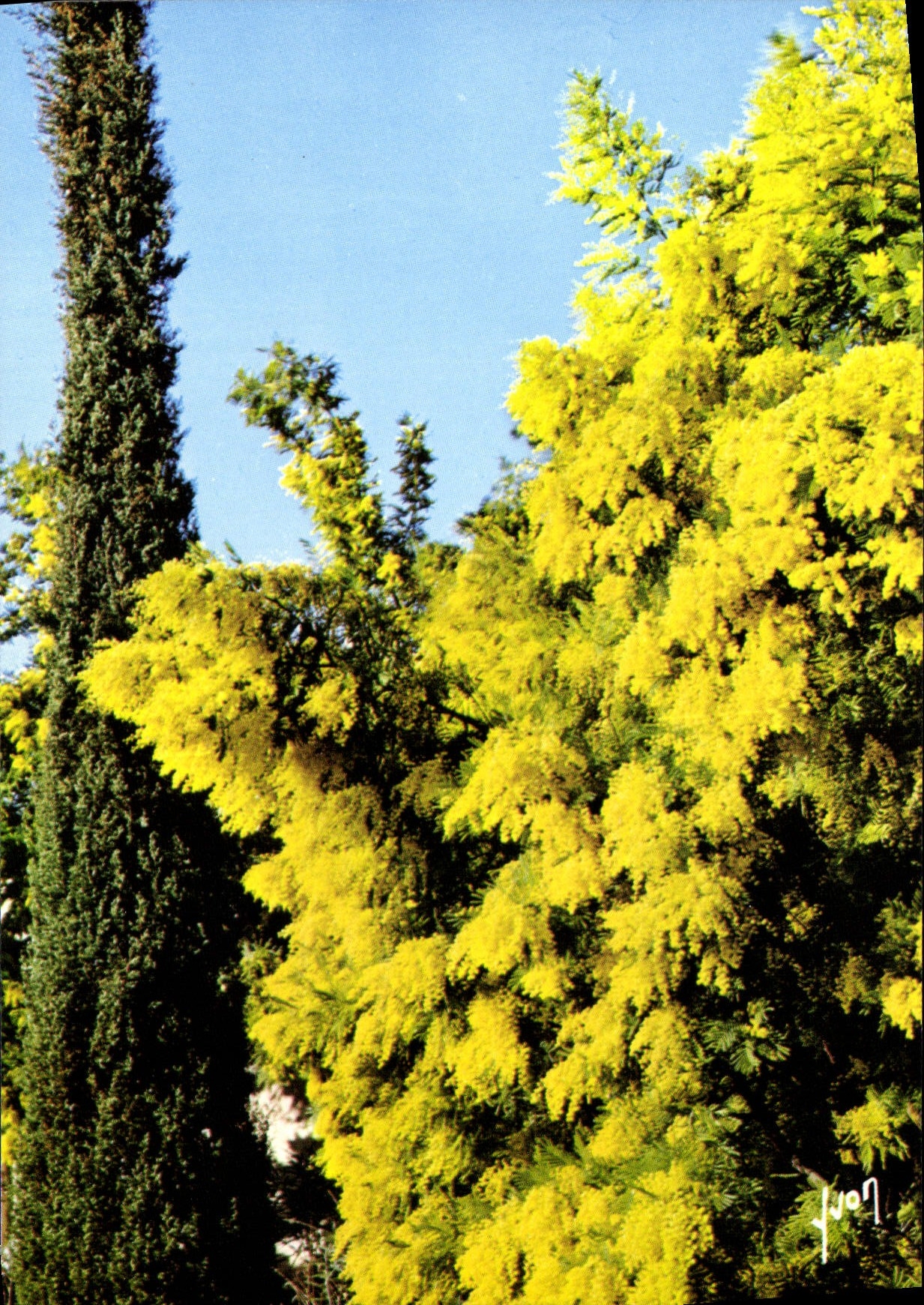 CPSM La Cote D'Azur Mimosa