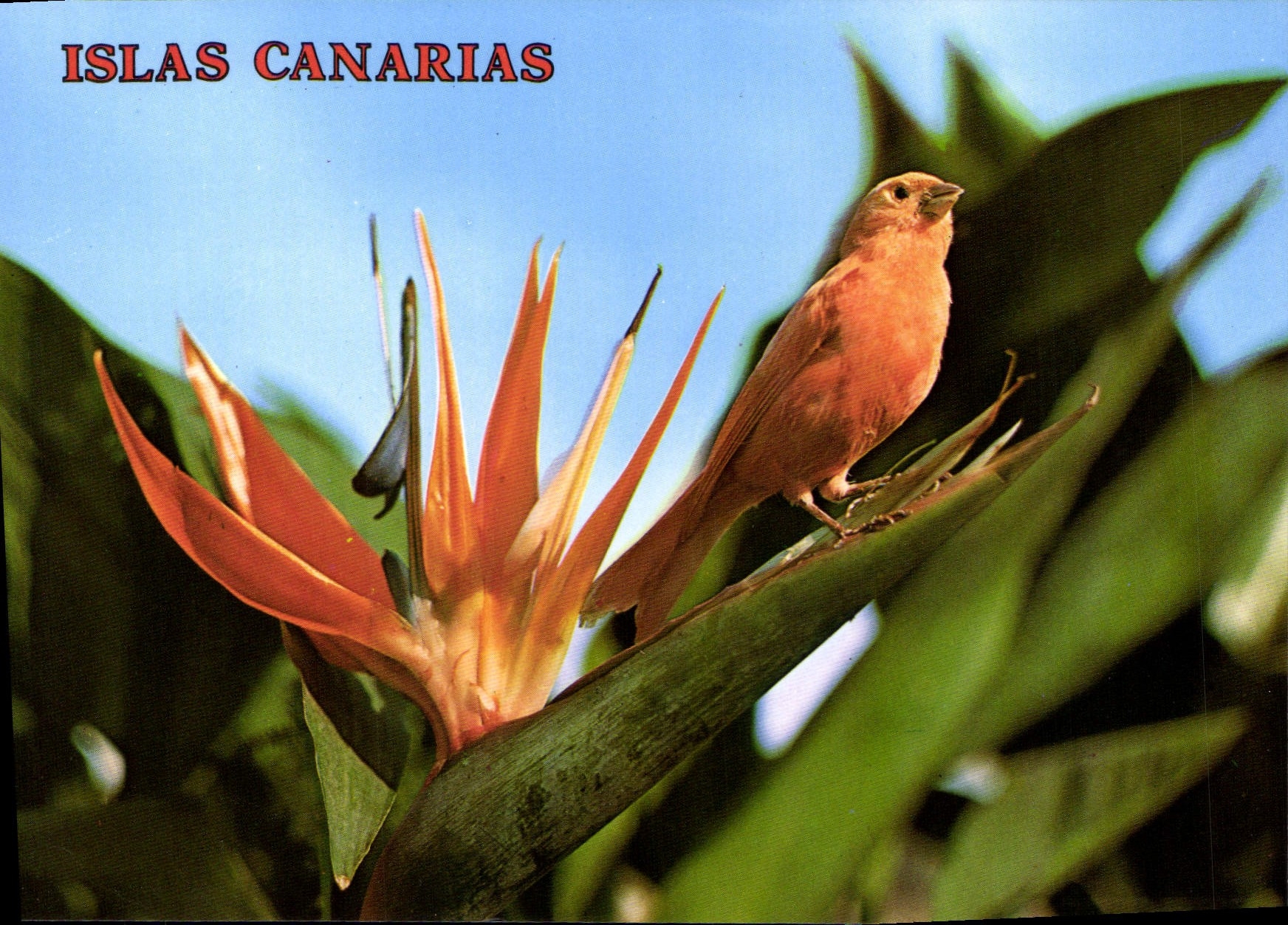CPSM Islas Canarias Strelitzia Reginae