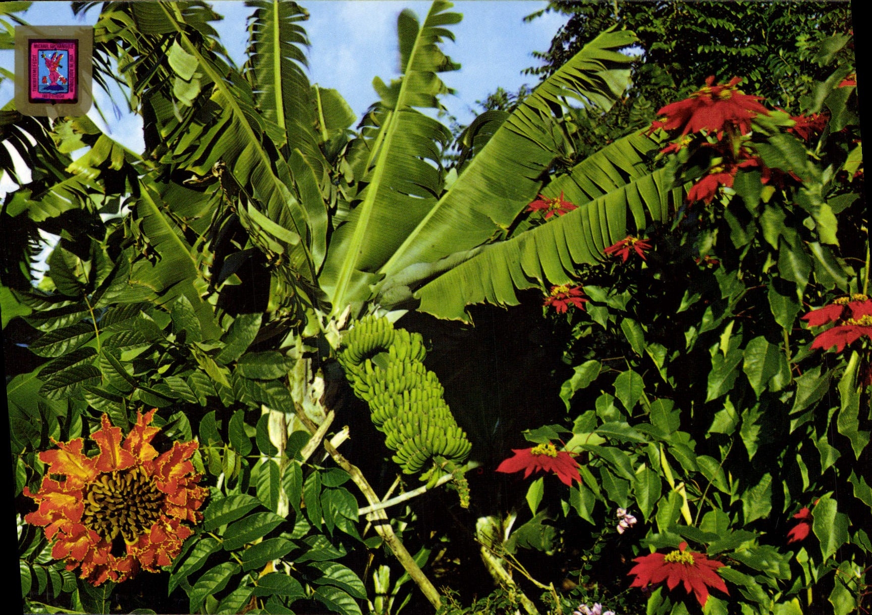 CPSM Tenerife Plataneras Flores