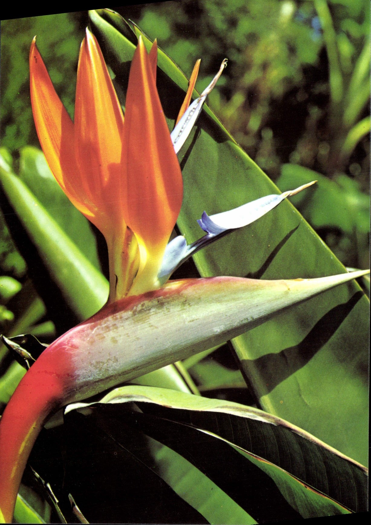CPSM Flores De Tenerife Pajaro Del Paraiso Strelitzia