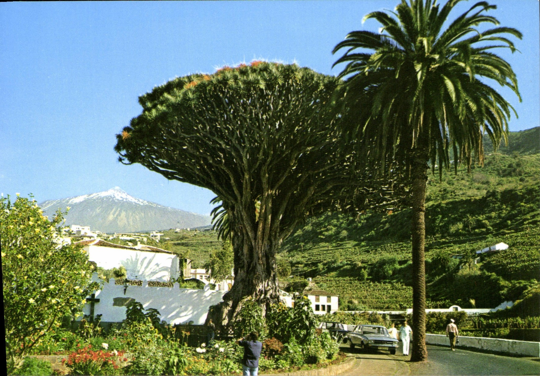 CPSM Tenerife Drago Milenario