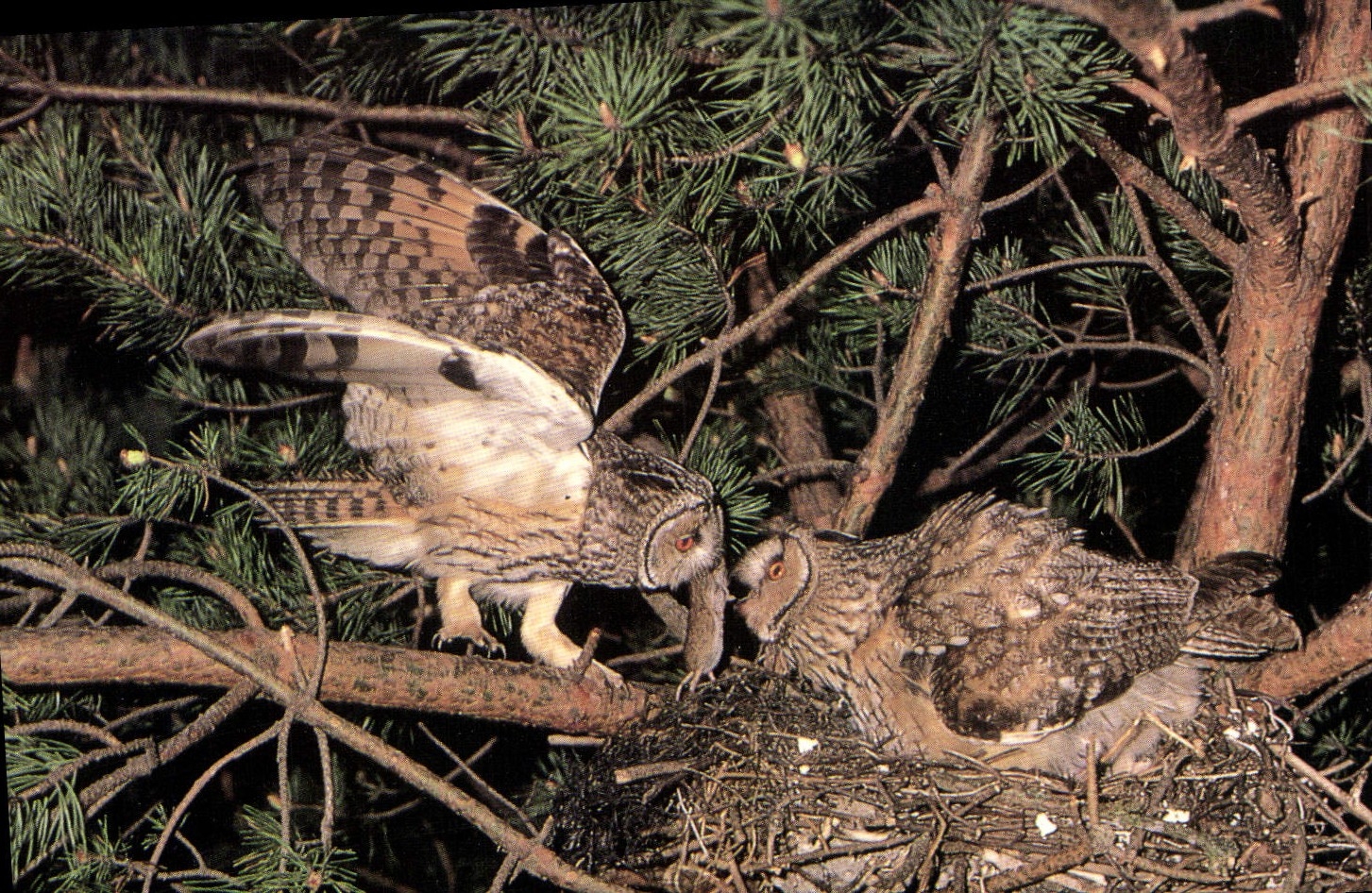 CPSM Hibou Moyen Duc Le Moyen Duc Est