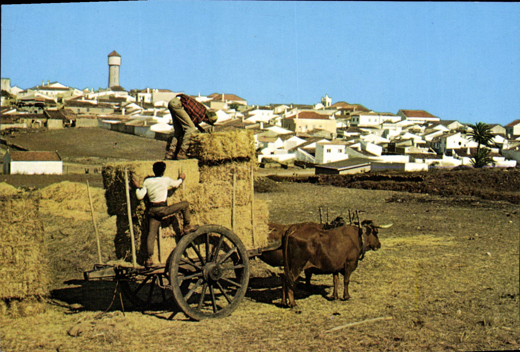 CPSM Portugal Algarve Vila Do Bispo Carro De Bois
