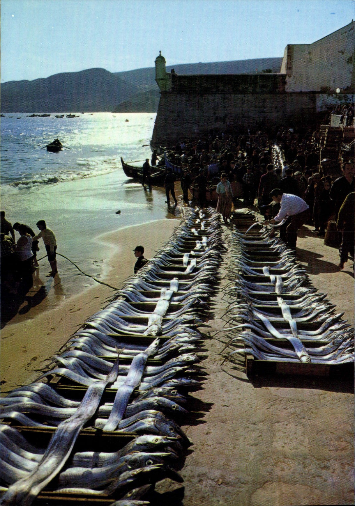 CPSM Sesimbra Portugal Lota Fish Saic