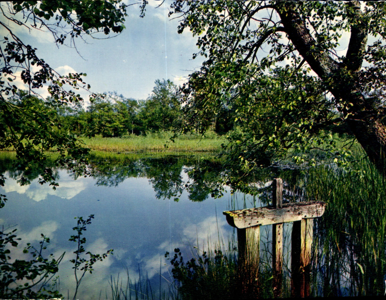CPSM En Sologne L'Etang a la Vanne