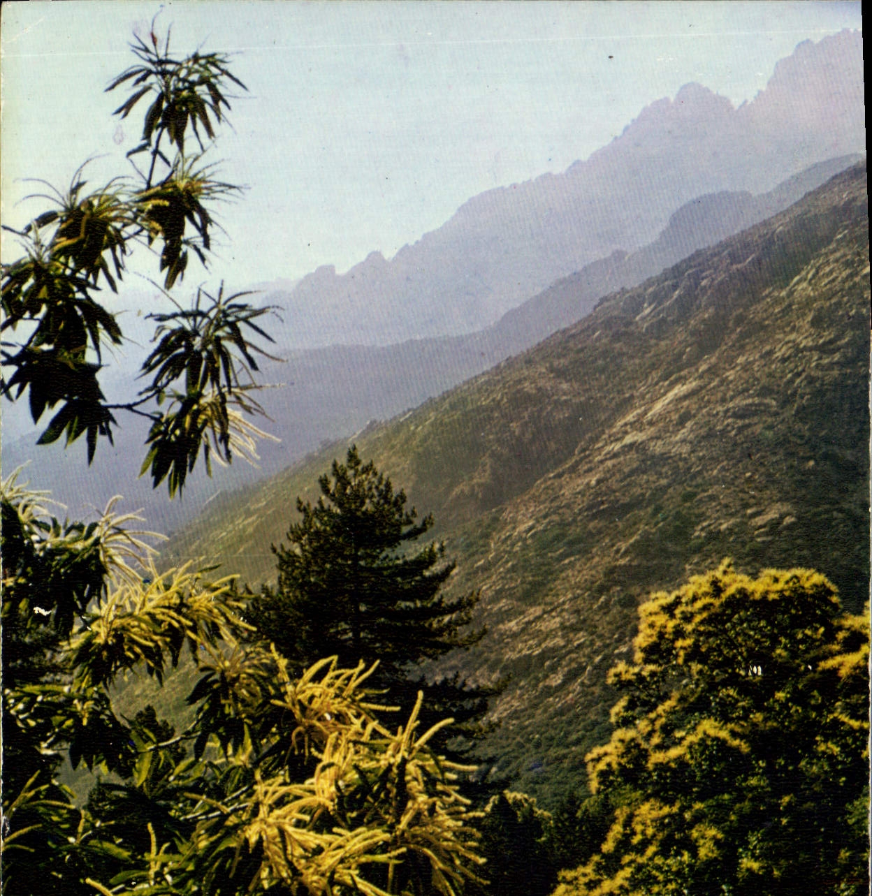 CPSM Le Massif des Maures Paysage typique