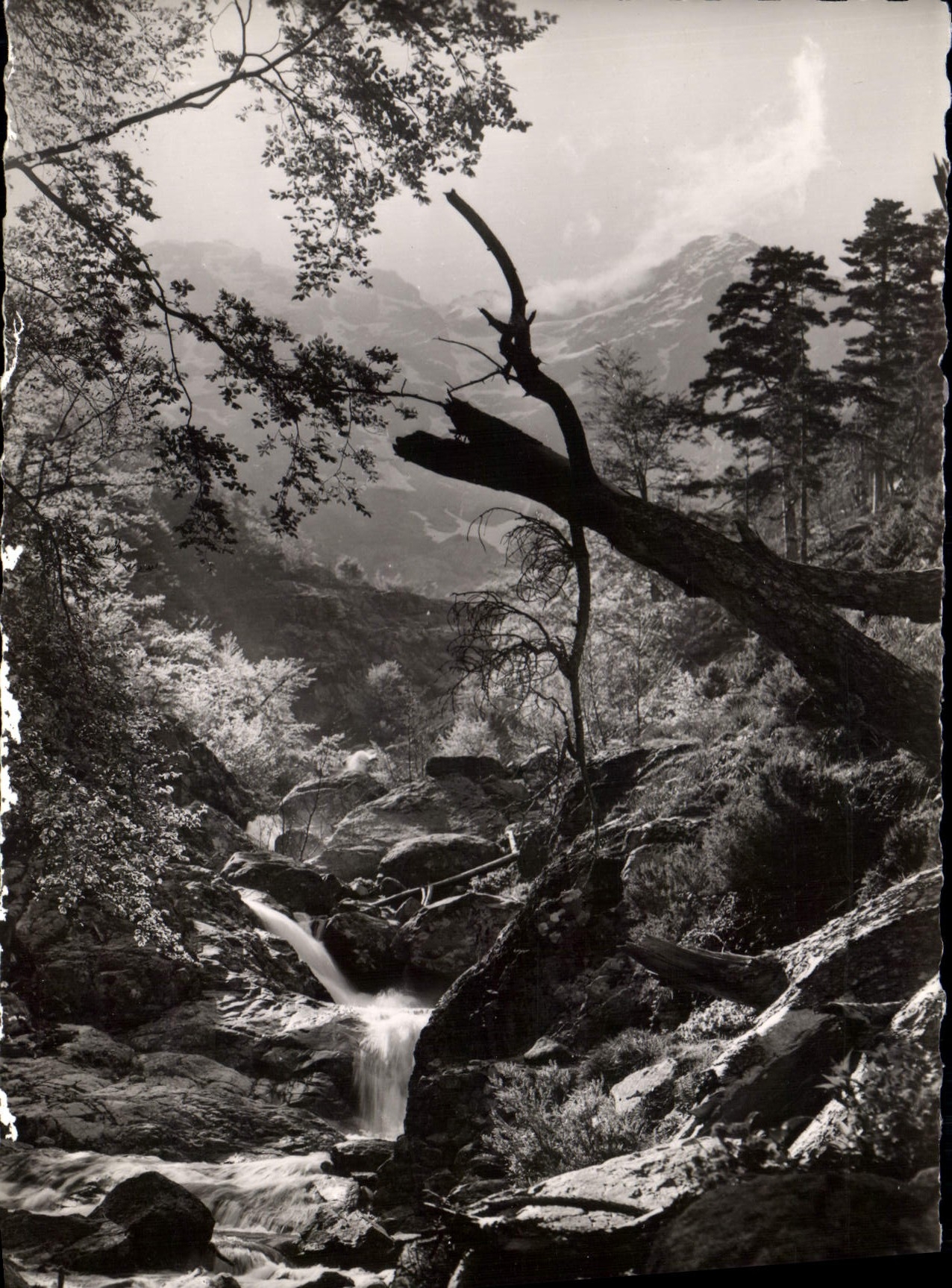 CPSM La Corse Ile de Beaute 