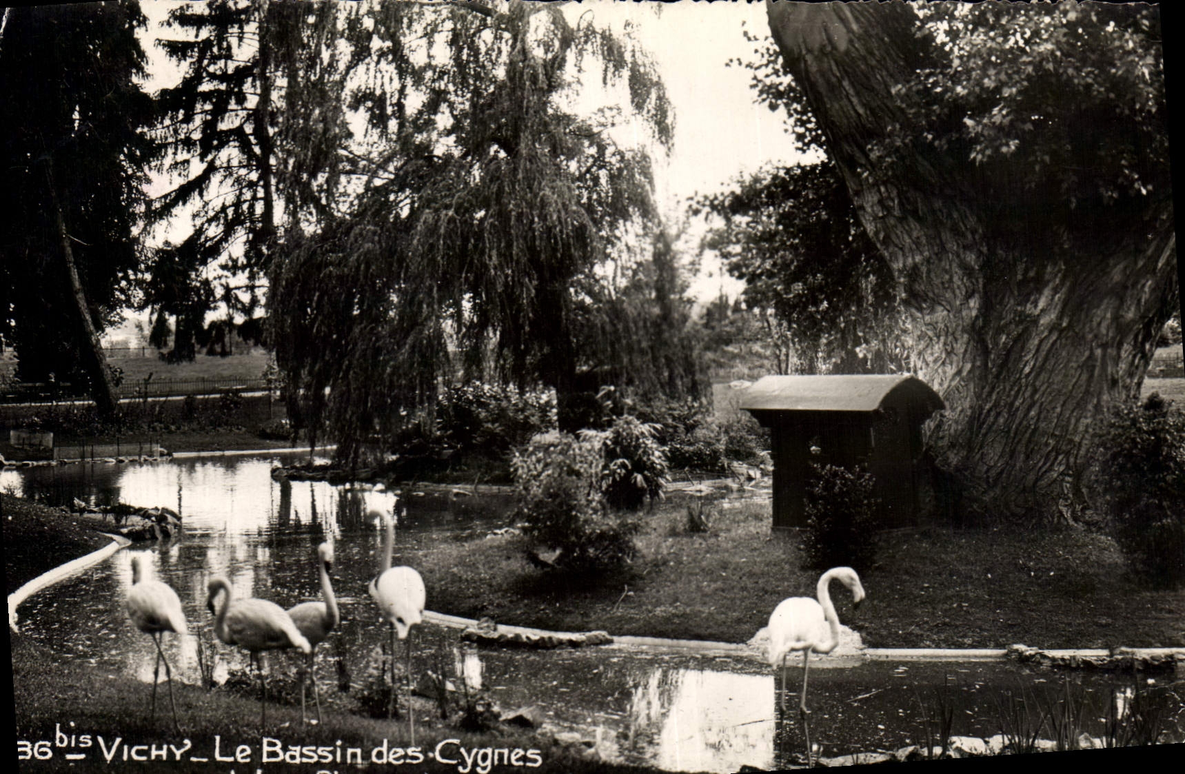 CPSM Vichi Le Bassin des Cygnes 