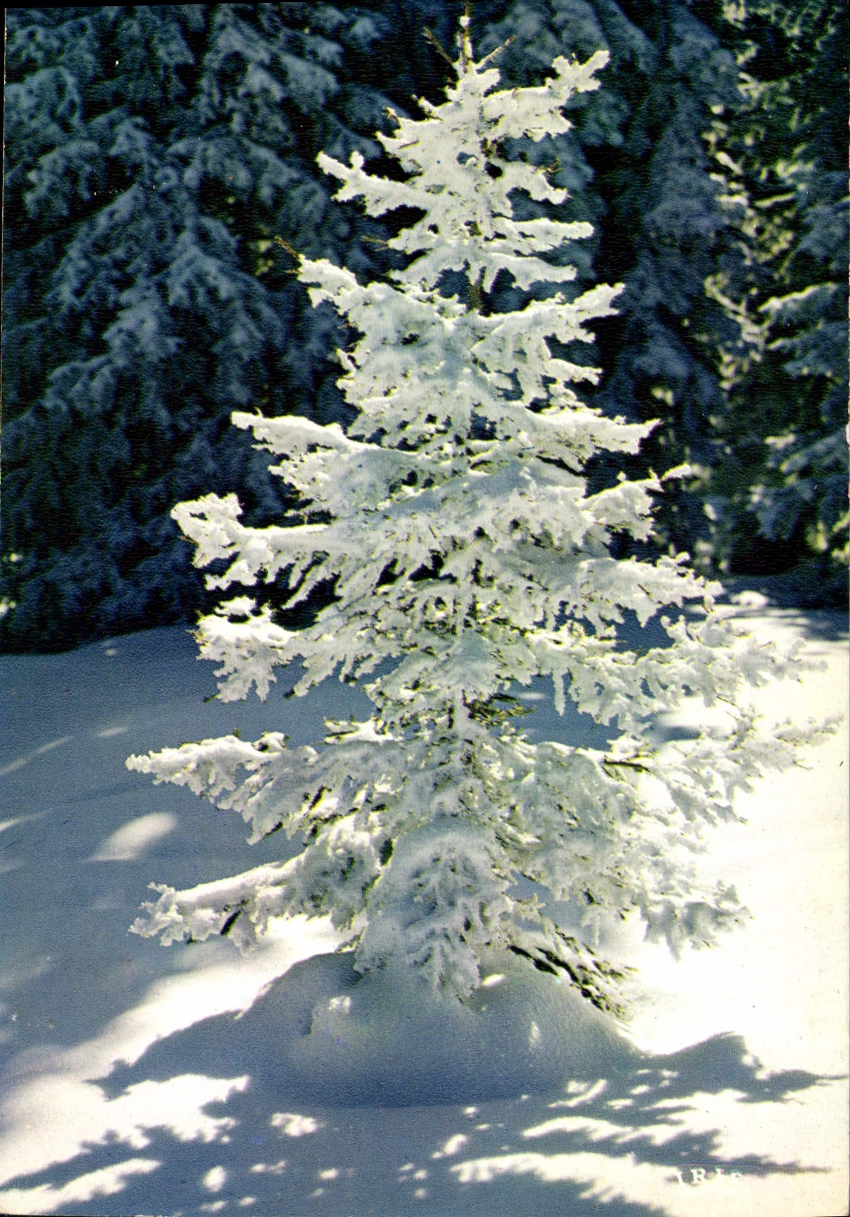 CPSM L'Arbre de Joie et de lumiere 