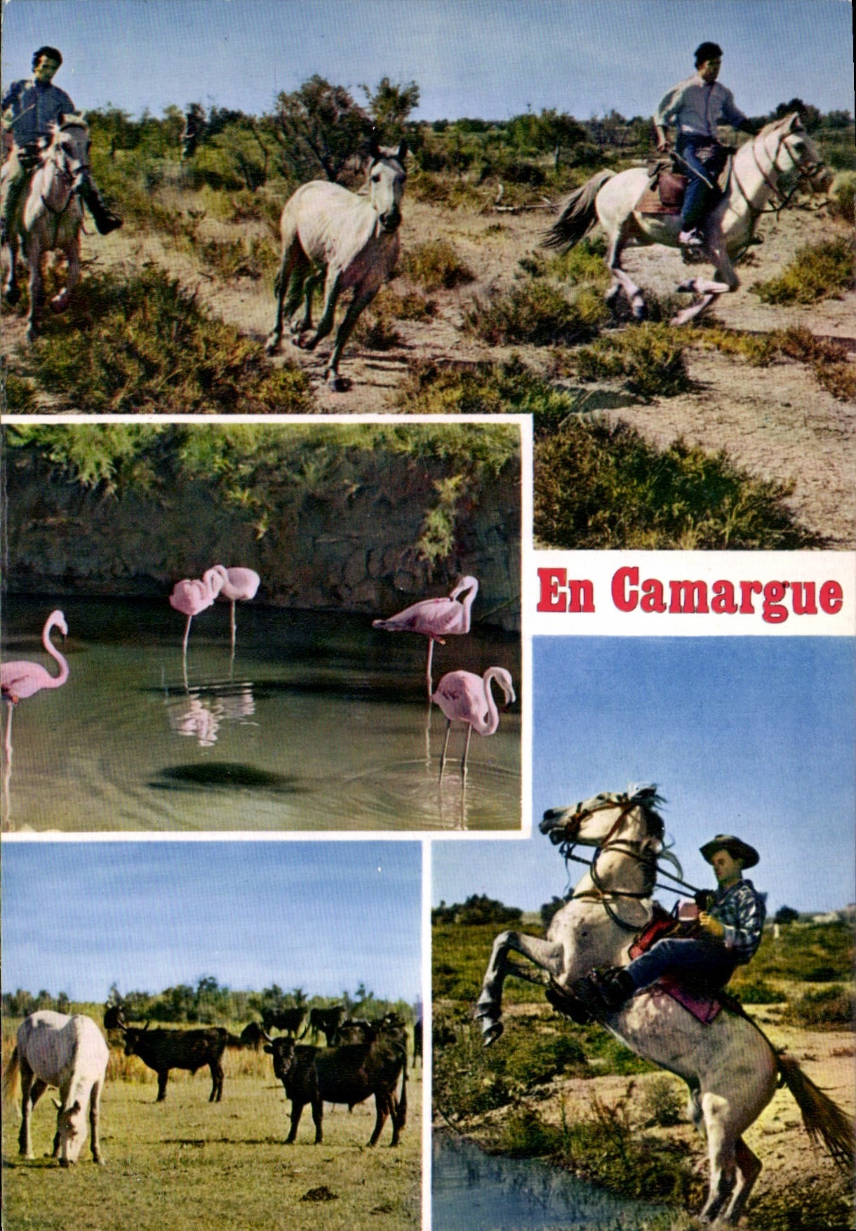 CPSM En Camargue avec les Gardians 