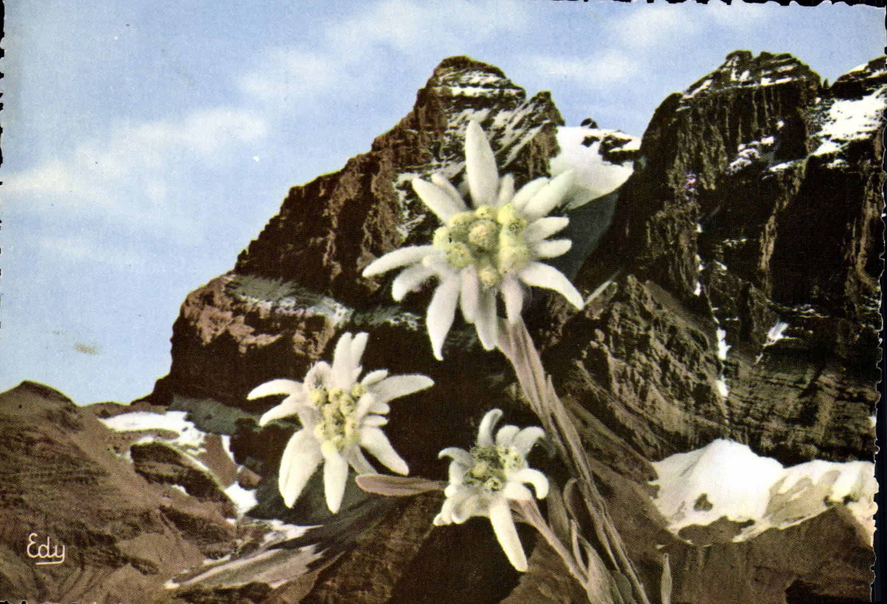 CPSM L'Edelweiss ou Etoile d'Argent Leontopodium Alpinum 
