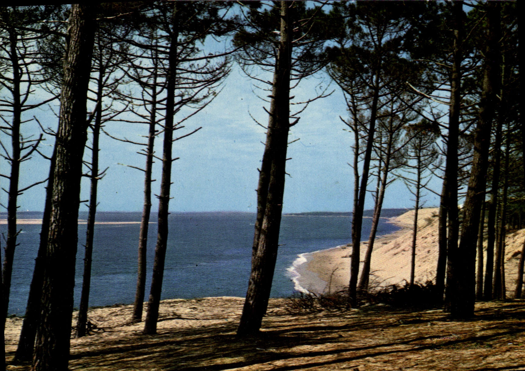 CPSM La Cote atlantique Cliche Vignes
