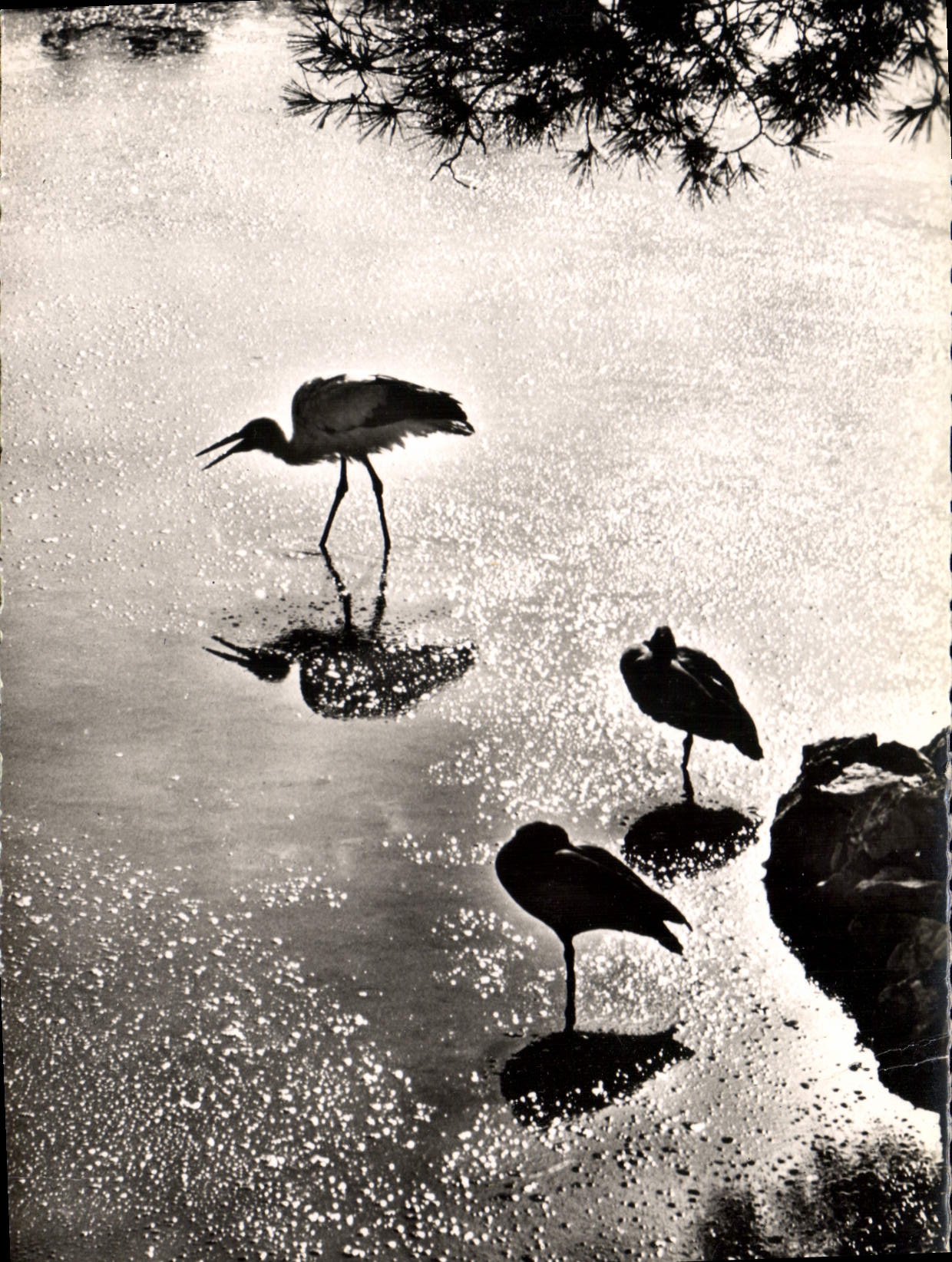 CPSM St Jean Cap Ferrat A M jardin anime 