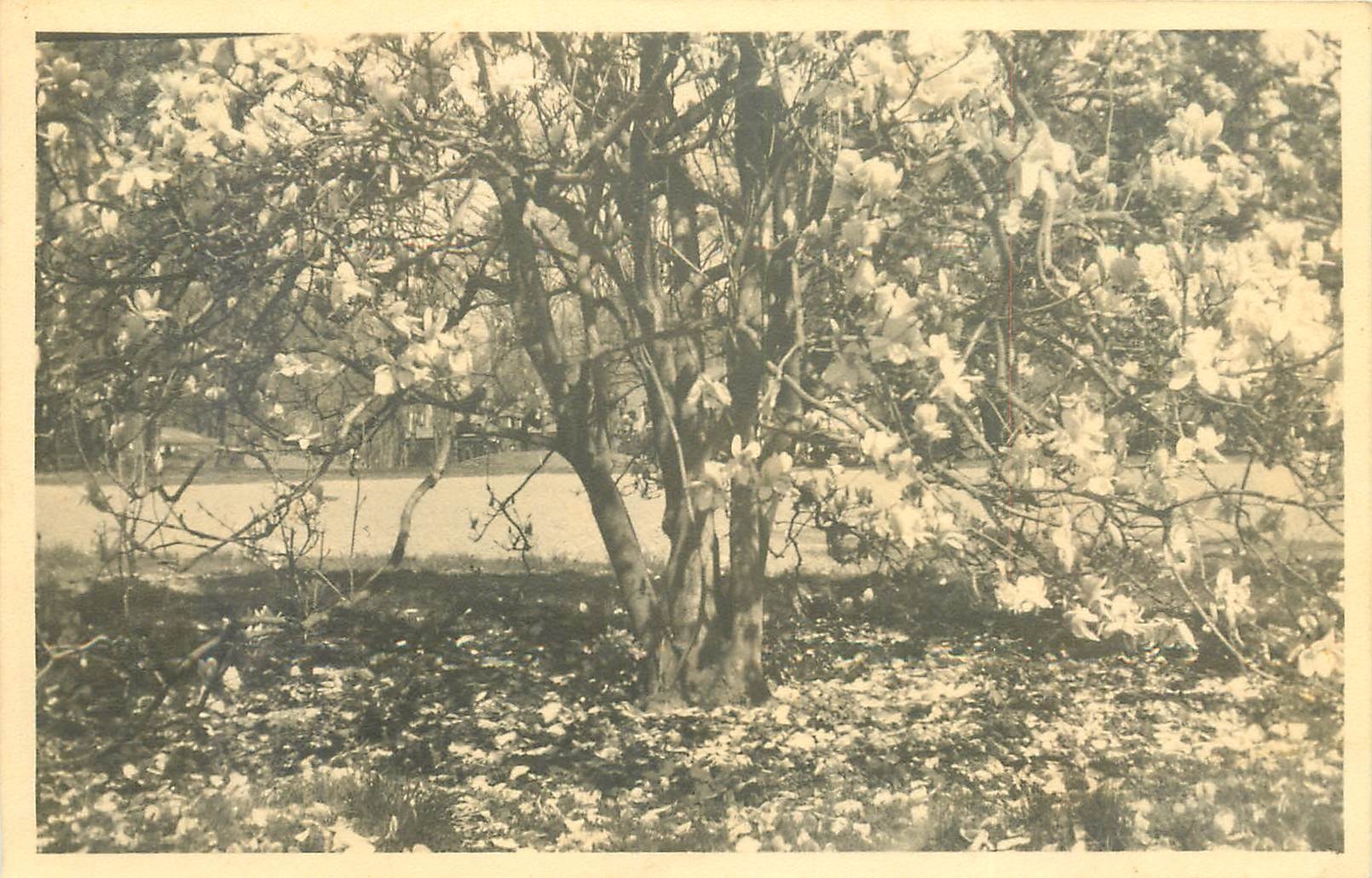 CPA arbre