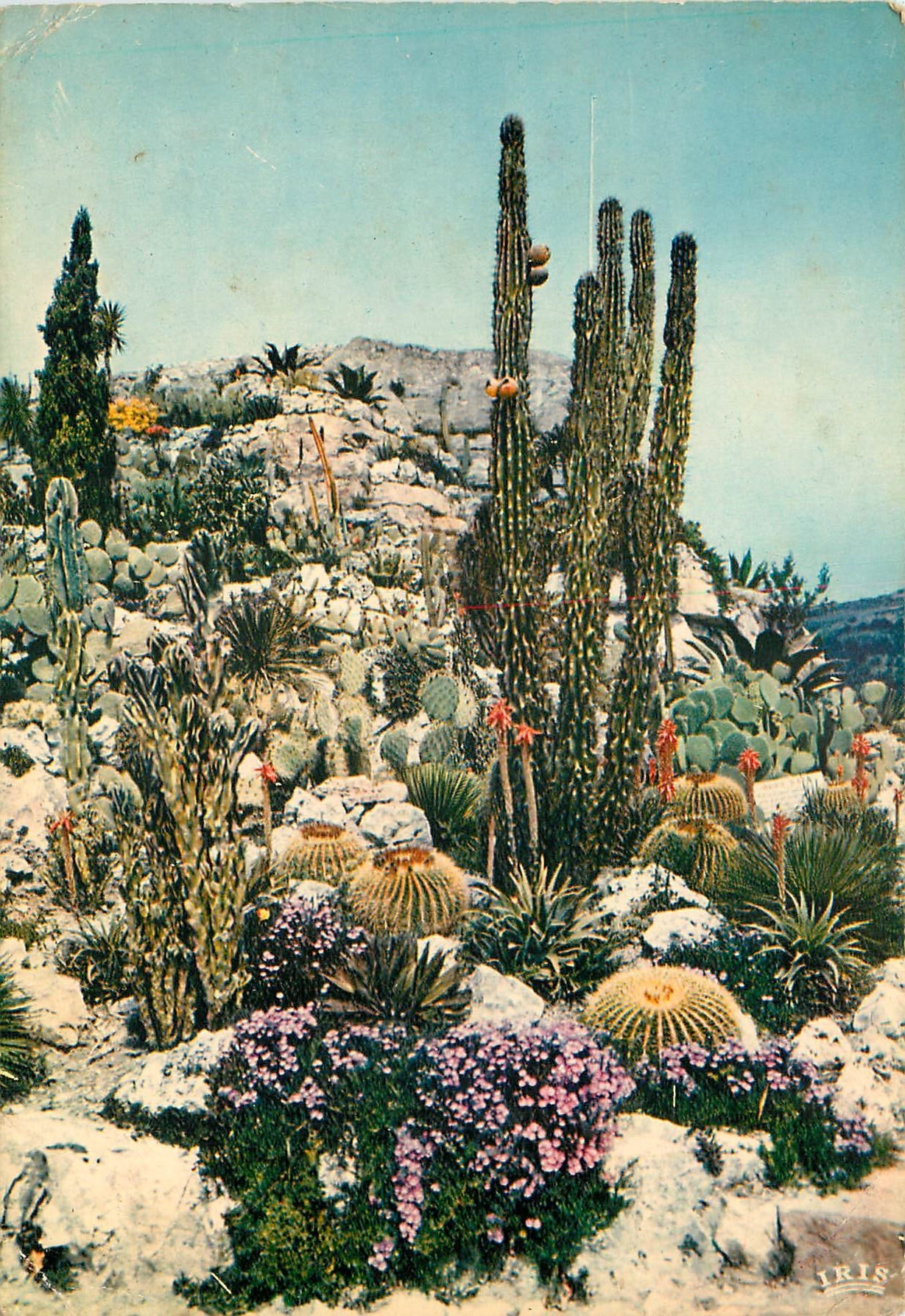 CPSM La Cote d'Azur French Riviera Jardin Exotique