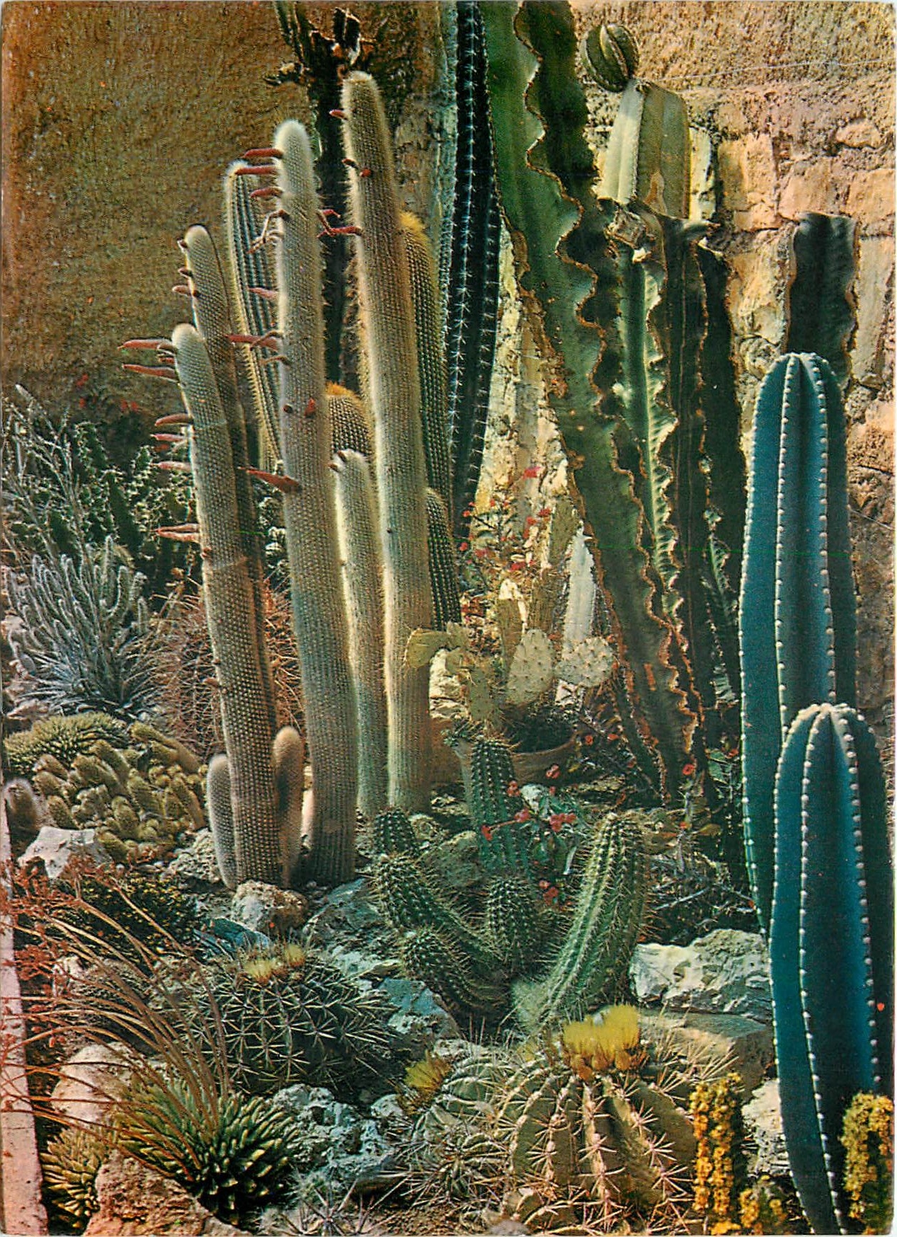 CPSM Jardin Exotique de Sanary Bandol Etrange Flore d'Amrique Centrale