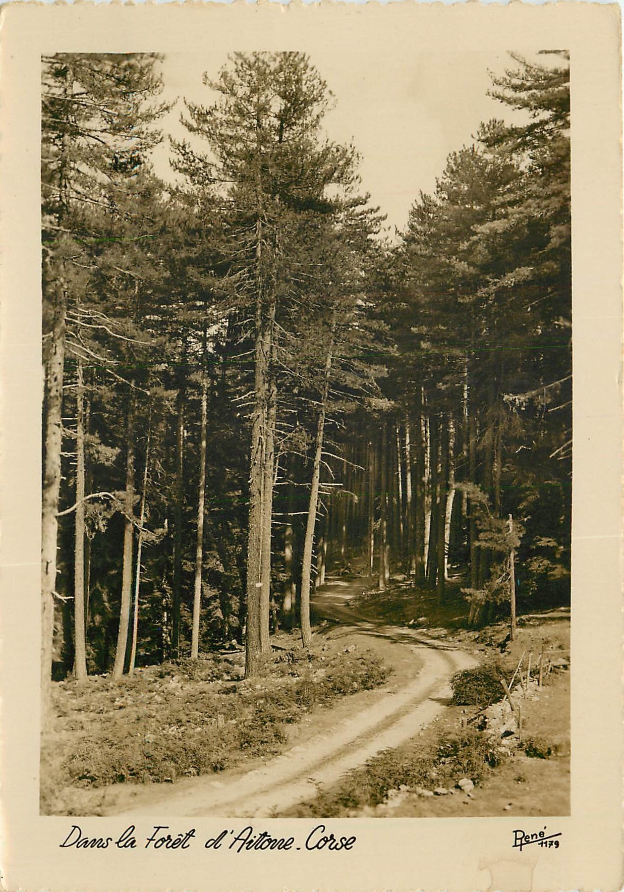 CPSM Dans la Foret d'Aitone Corse