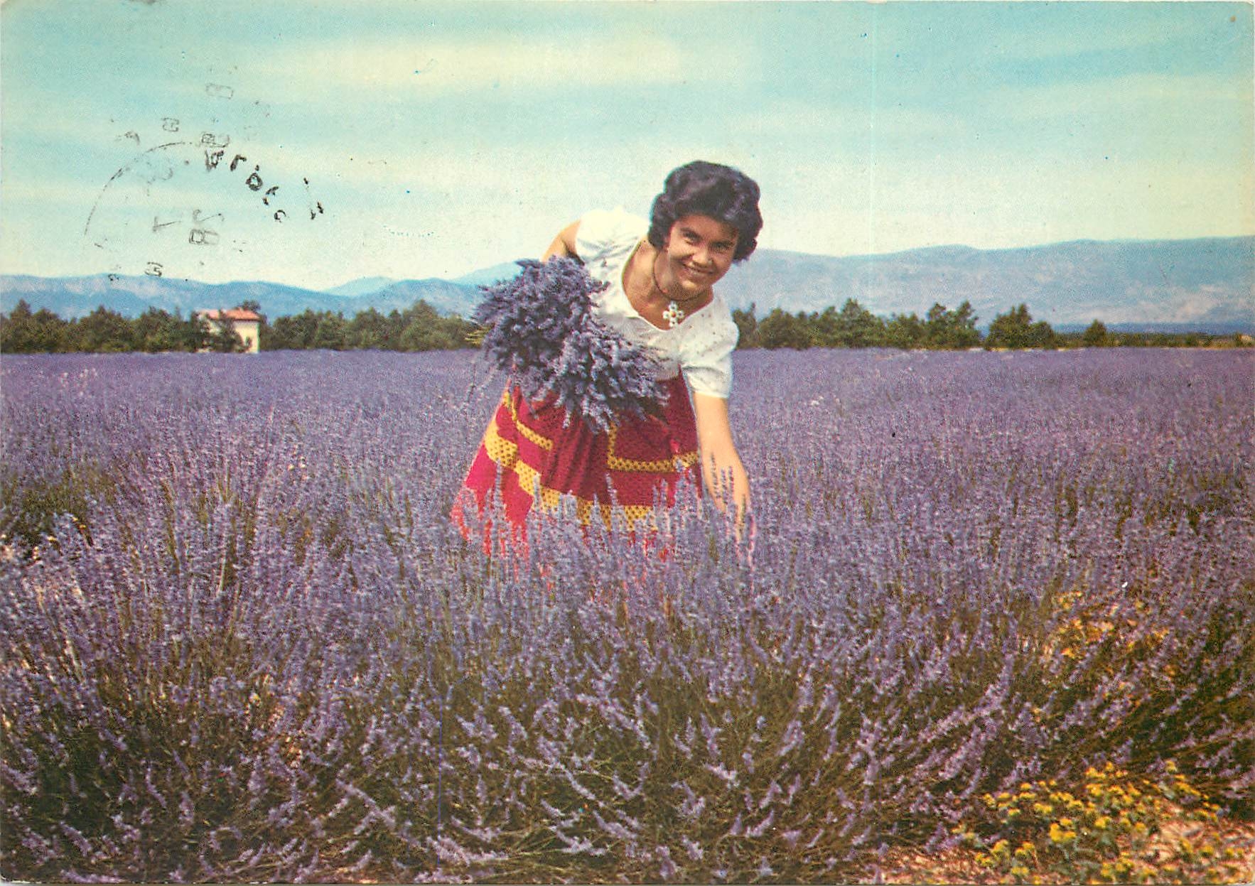 CPSM Paysages de France Haute Provence Cueillette de la Lavande