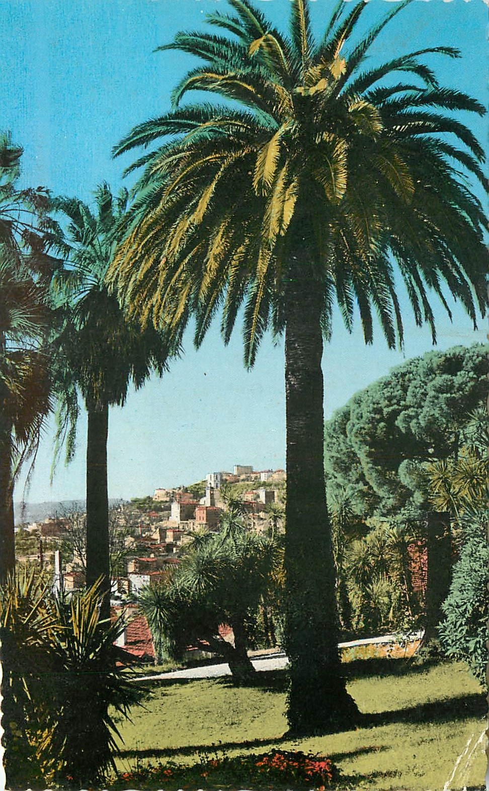 CPSM Grasse Vegetation mediterraneenne et la ville