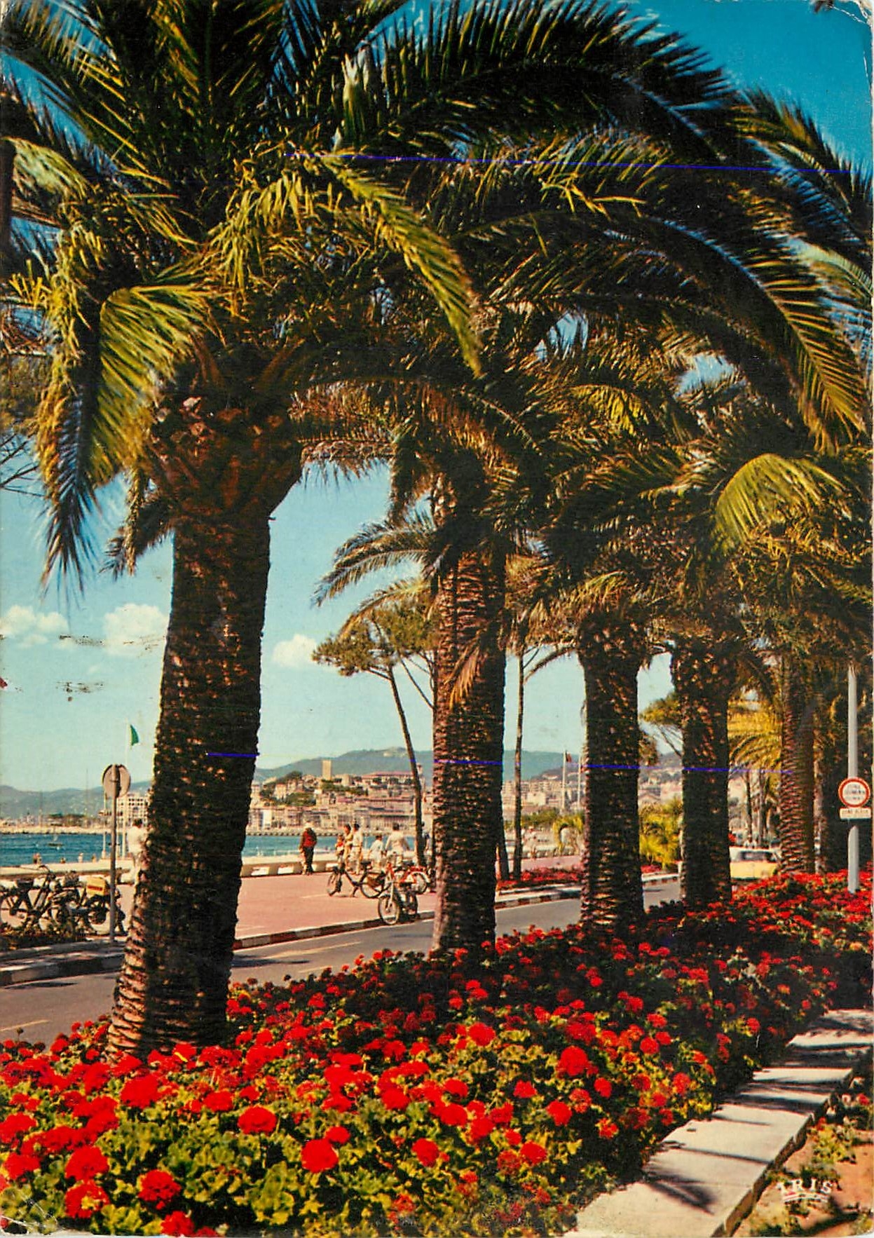 CPSM Cannes (A M) La Croisette et le Suquet