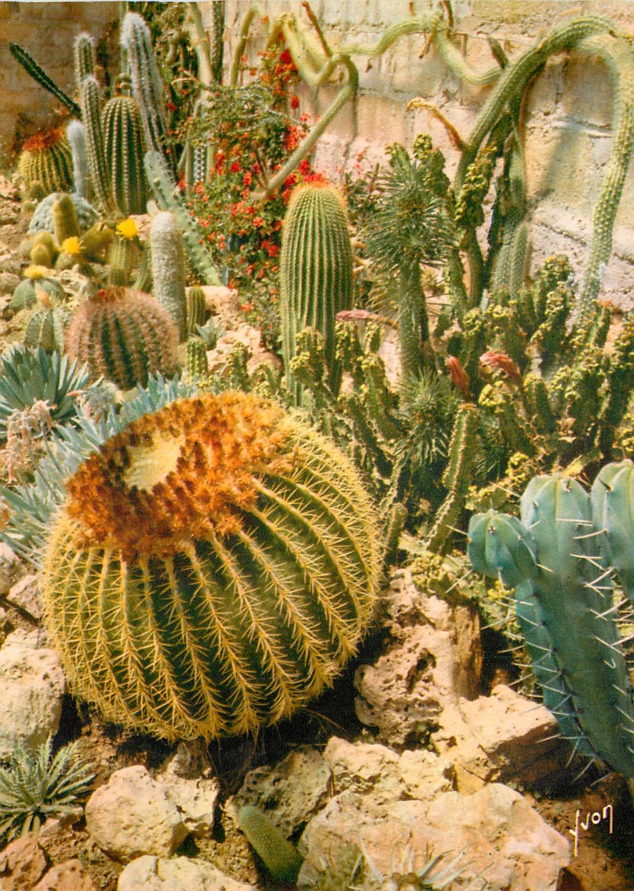 CPSM La Cote d'Azur miracle de la nature Jardin exotique de Sanary Bandol (Var) Un des nombreux coin