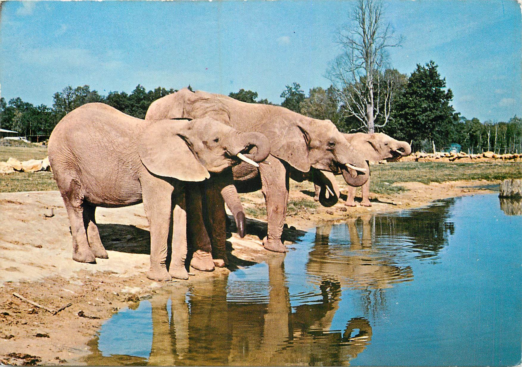 CPSM Parc de Saint Vrain (Essonne) Elephants