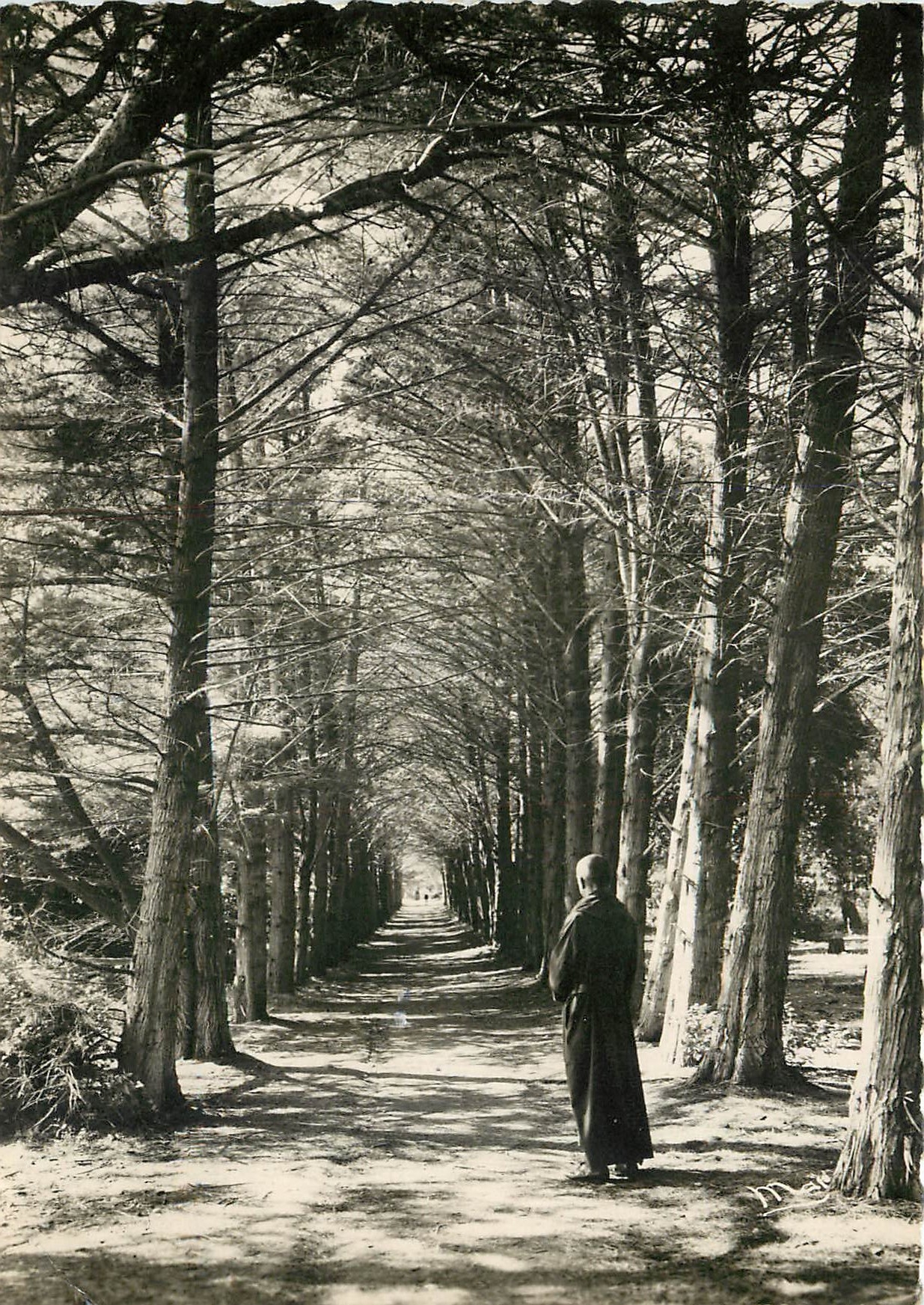 CPSM Abbaye N D de Lerins Ile Saint Honorat Allee des Cypres