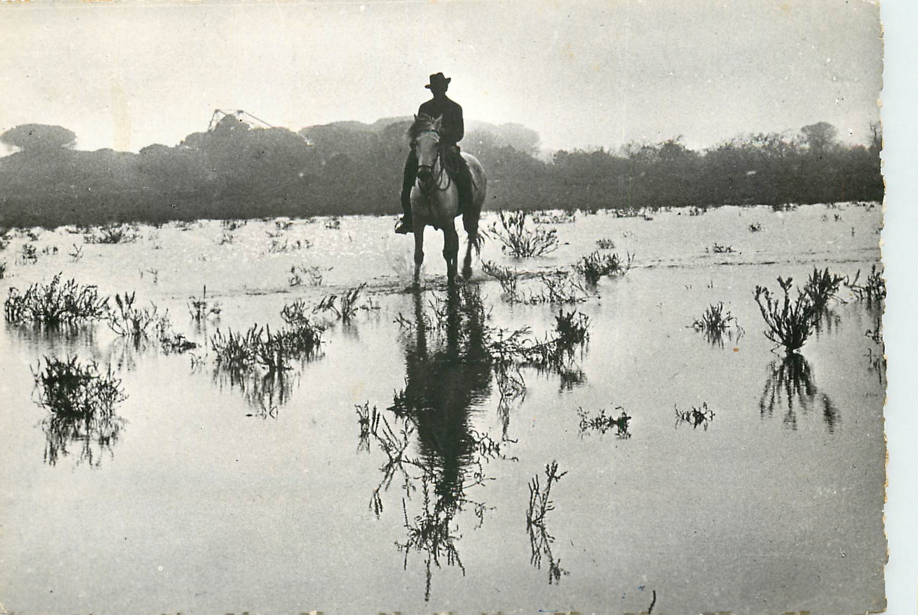 CPSM La Camargue Saintes Maries de la Mer dans les Marais