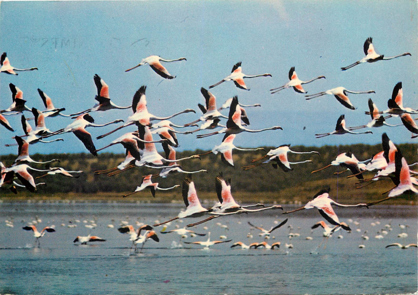 CPSM En Camargue Flamants Roses en vol