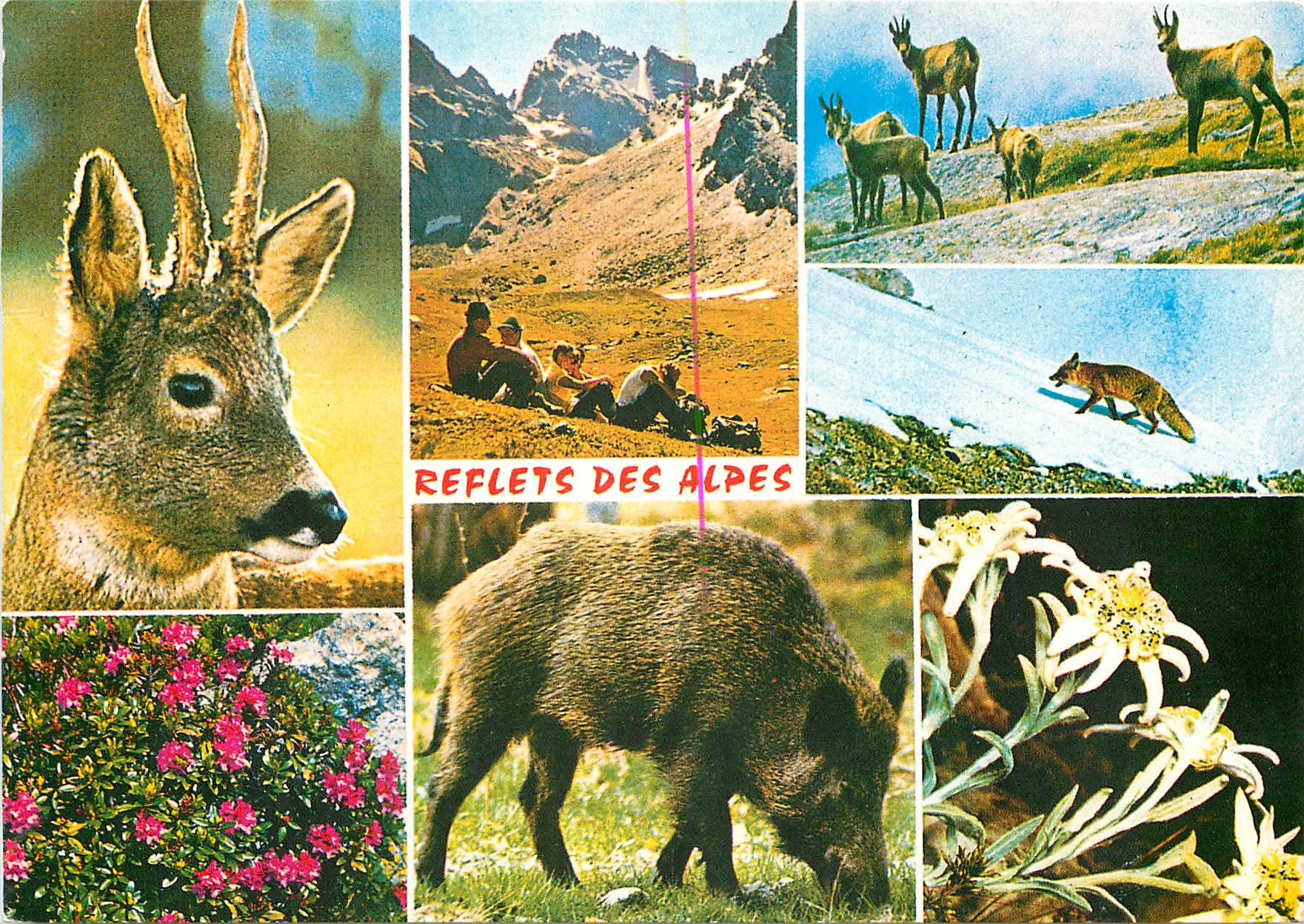 CPSM Reflets des Alpes