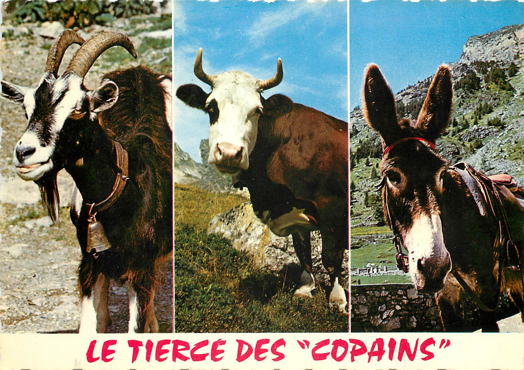 CPSM Le Tierce des Copains