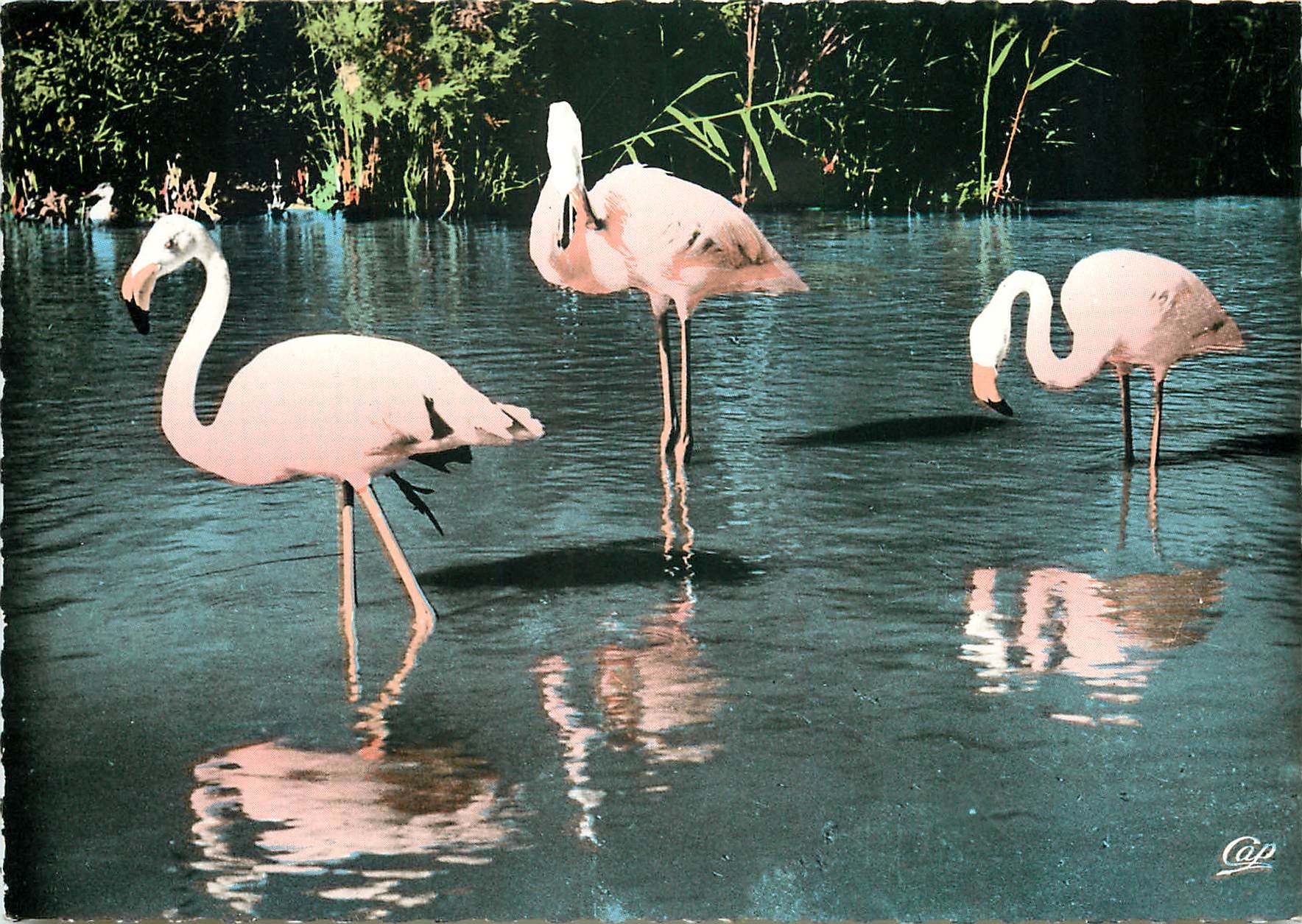 CPSM Flamants Roses de Camargue